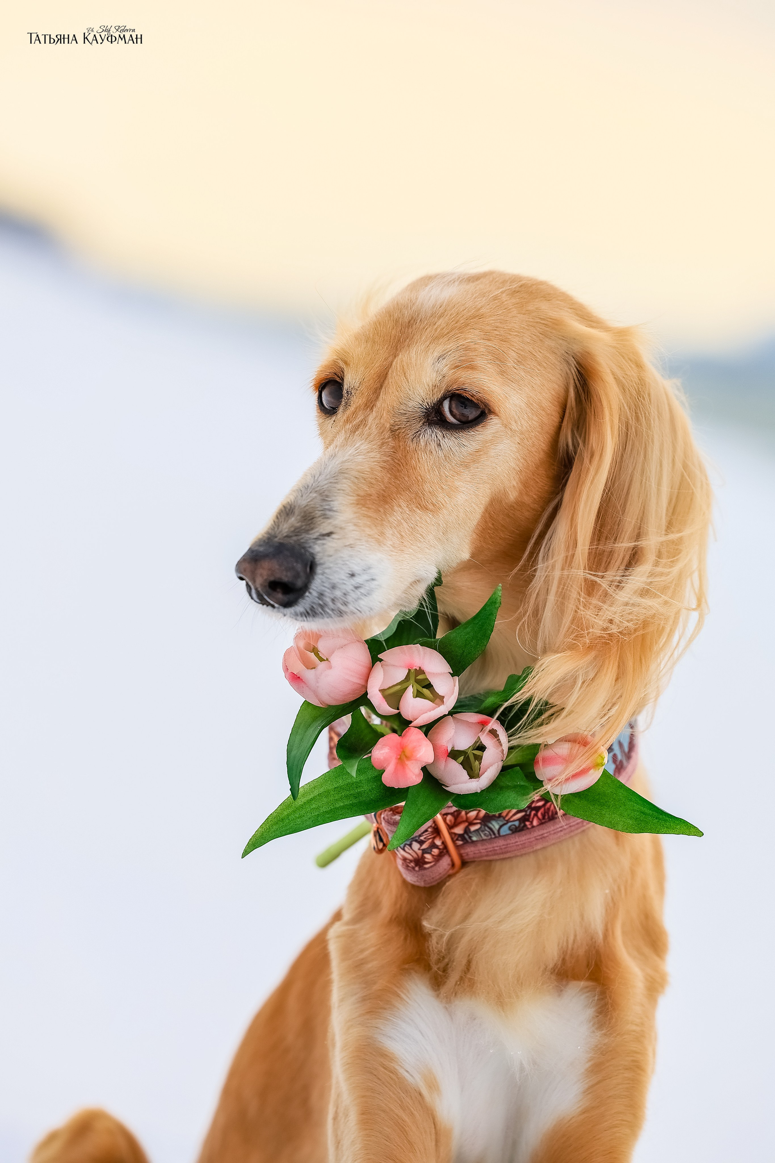 Салюки Флай и Лира. Фотограф Анималист из Новосибирска Татьяна Кауфман