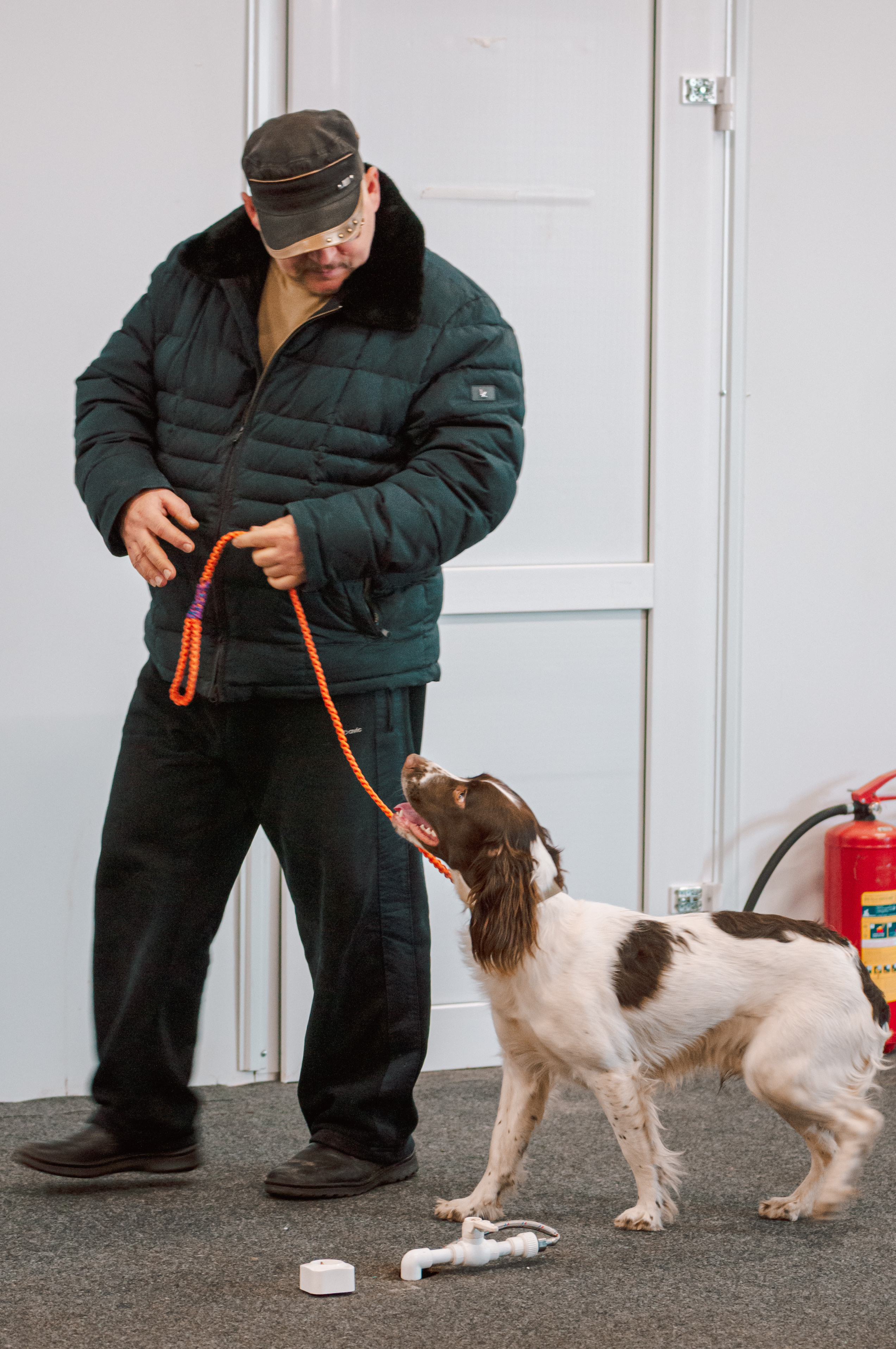 Выставка охотничьих собак. Мотофотограф в Нижнем Новгороде Динара Зуйкова
