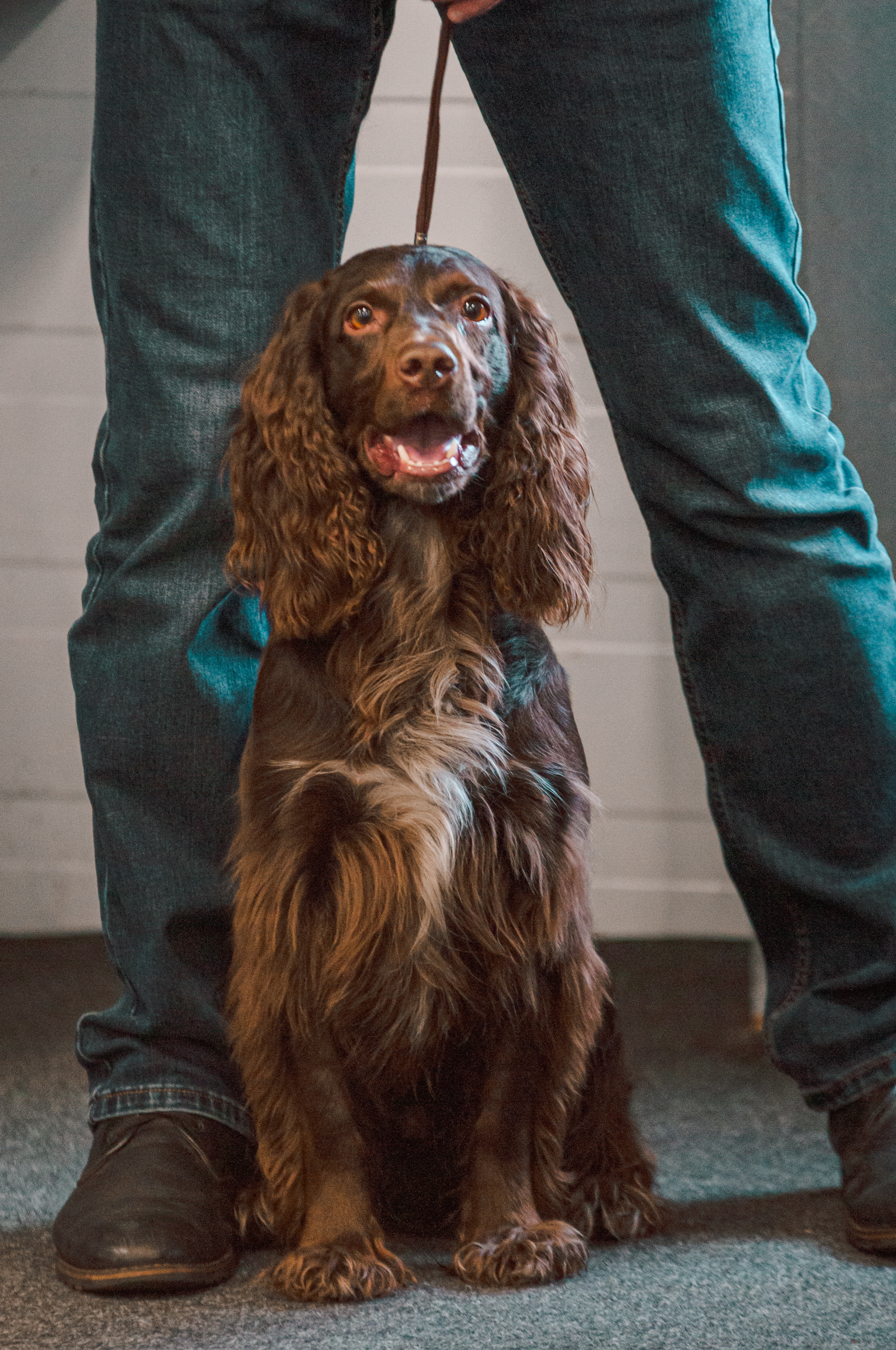 Выставка охотничьих собак. Мотофотограф в Нижнем Новгороде Динара Зуйкова