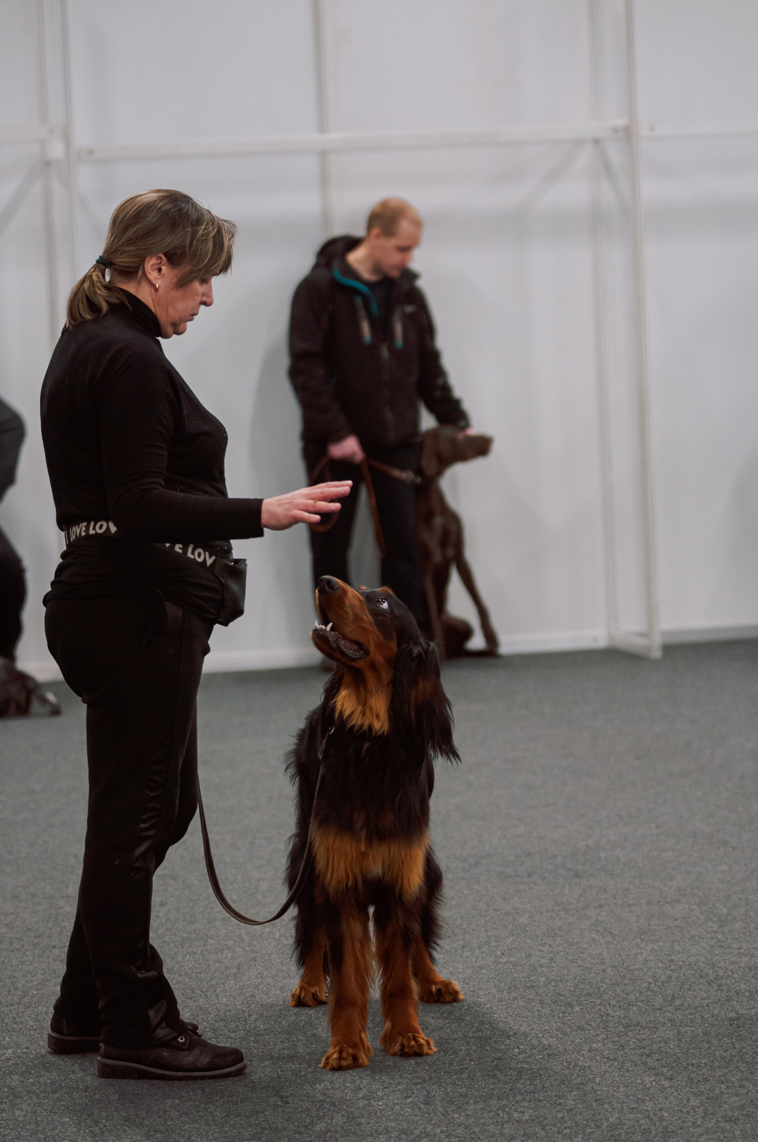 Выставка охотничьих собак. Мотофотограф в Нижнем Новгороде Динара Зуйкова