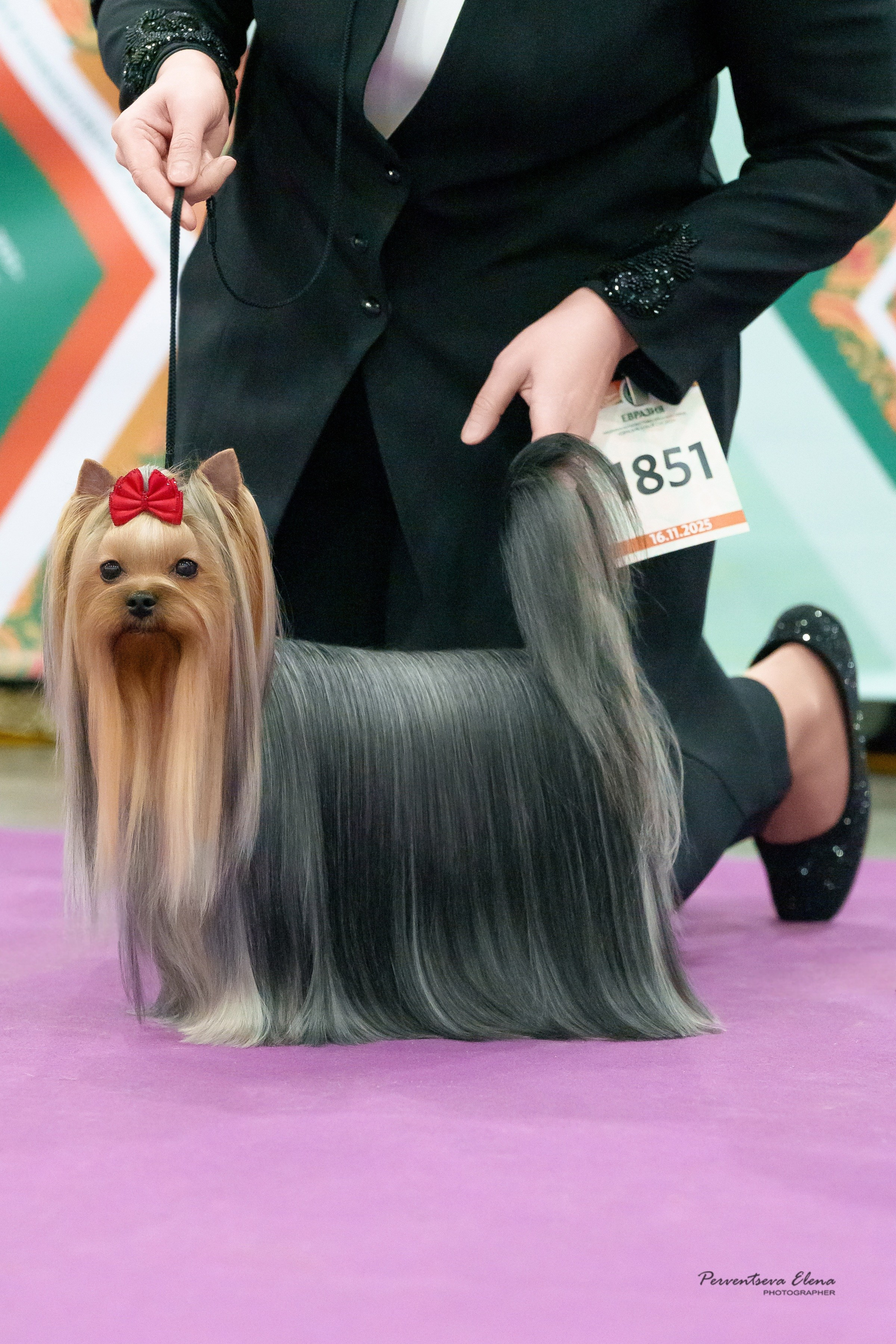 Йоркширский терьер. Выставки. Питомник Воле'Т Шоу Vole'T Shou. Йоркширский терьер — питомник йоркширских терьеров Vole'T Shou