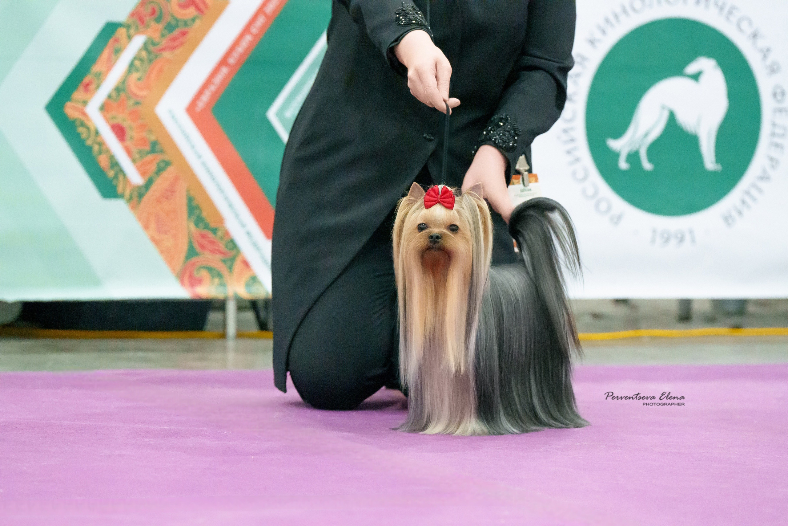 Йоркширский терьер. Выставки. Питомник Воле'Т Шоу Vole'T Shou. Йоркширский терьер — питомник йоркширских терьеров Vole'T Shou