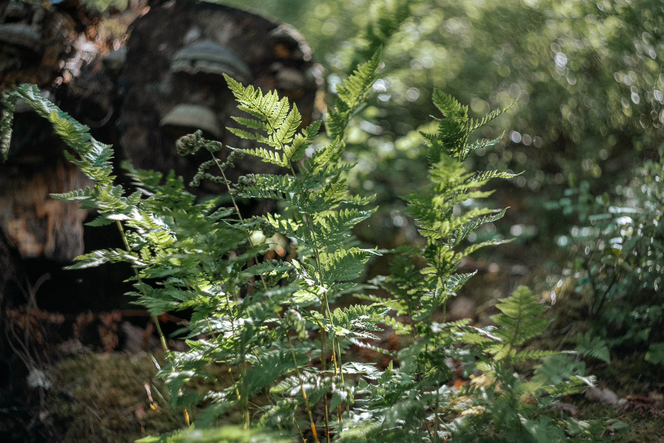 «Голливудская» связка Sony A7 III и Гелиос 44-2. Юля Дэй • Фотограф, Санкт-Петербург