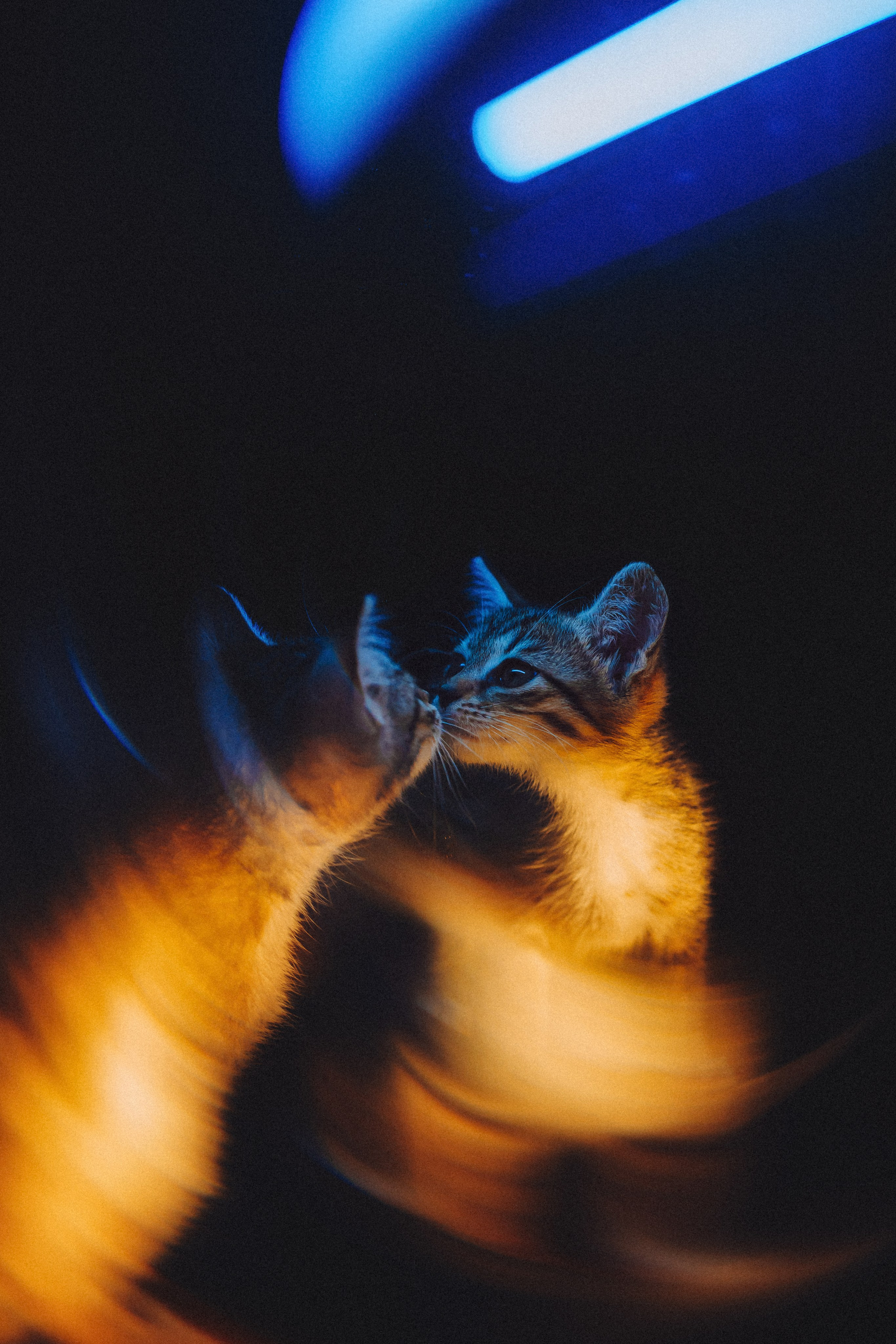 Более 30 идей для фотосессии с котенком