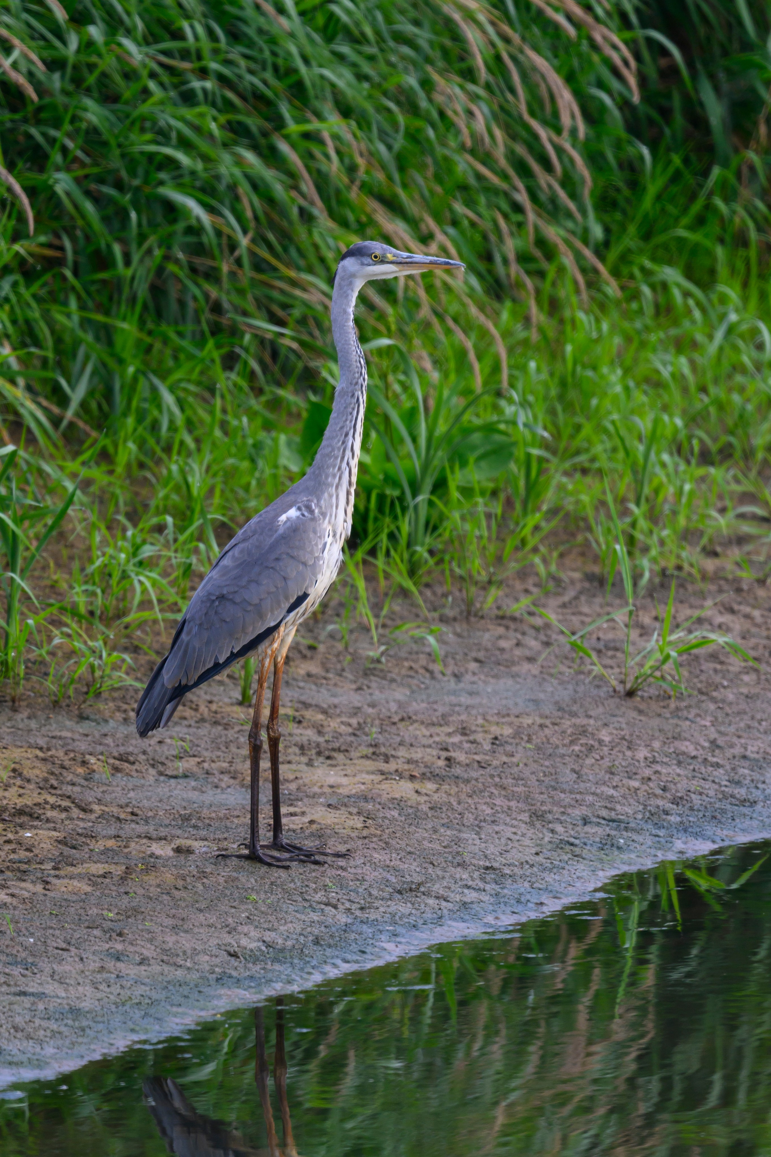 Луни и цапли | Harriers and Herons. Wildlife photography by Sergey Puponin
