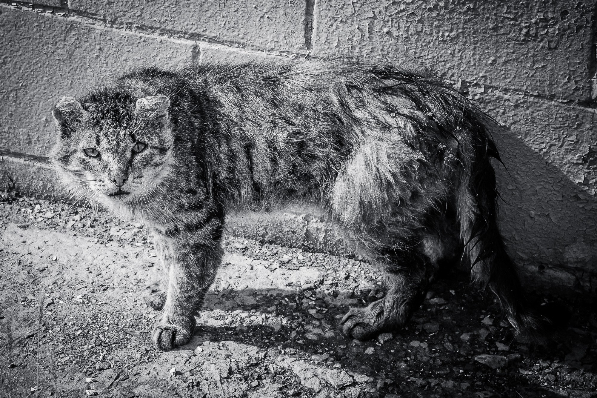 Кот с ранами на морде