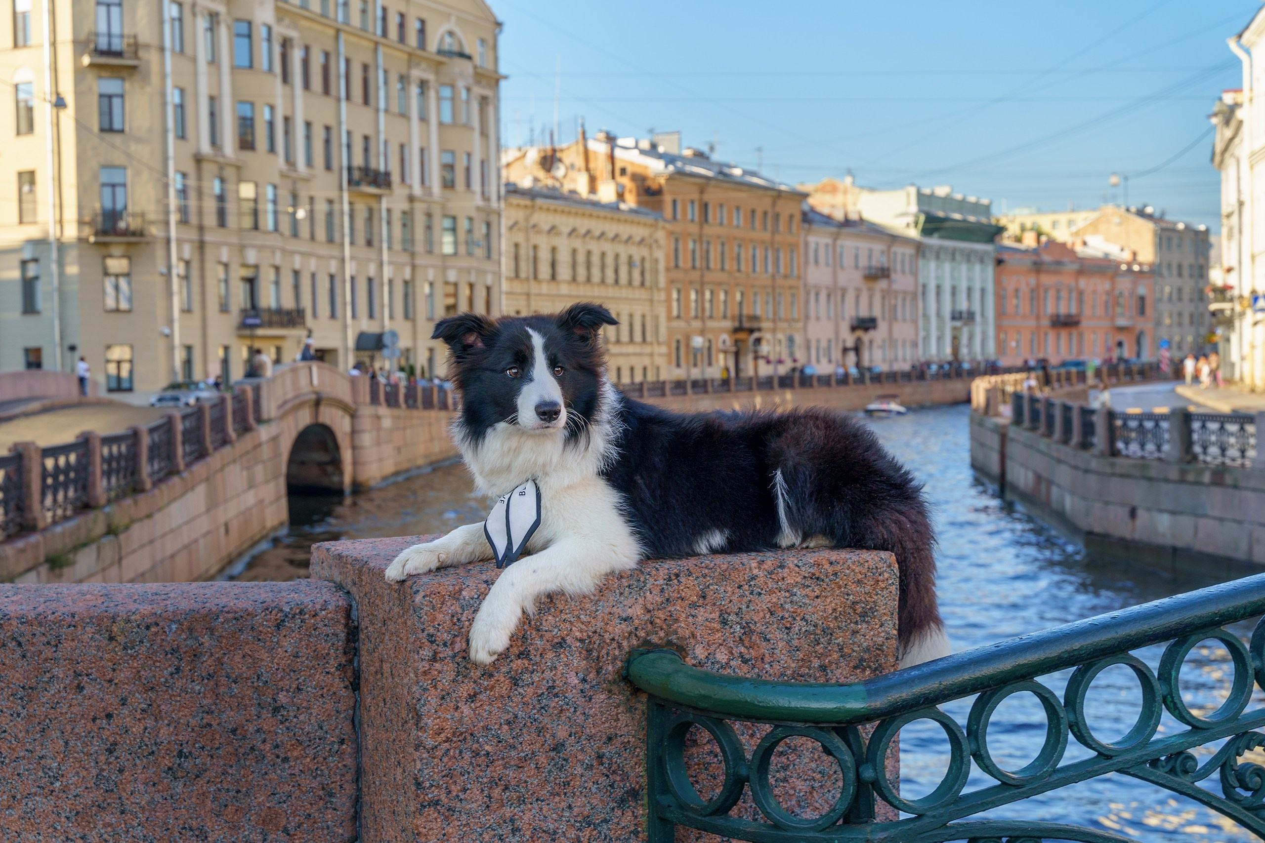 Прогулка по Санкт-Петербургу. Фотограф анималист в Санкт-Петербурге Владимир Лиепин