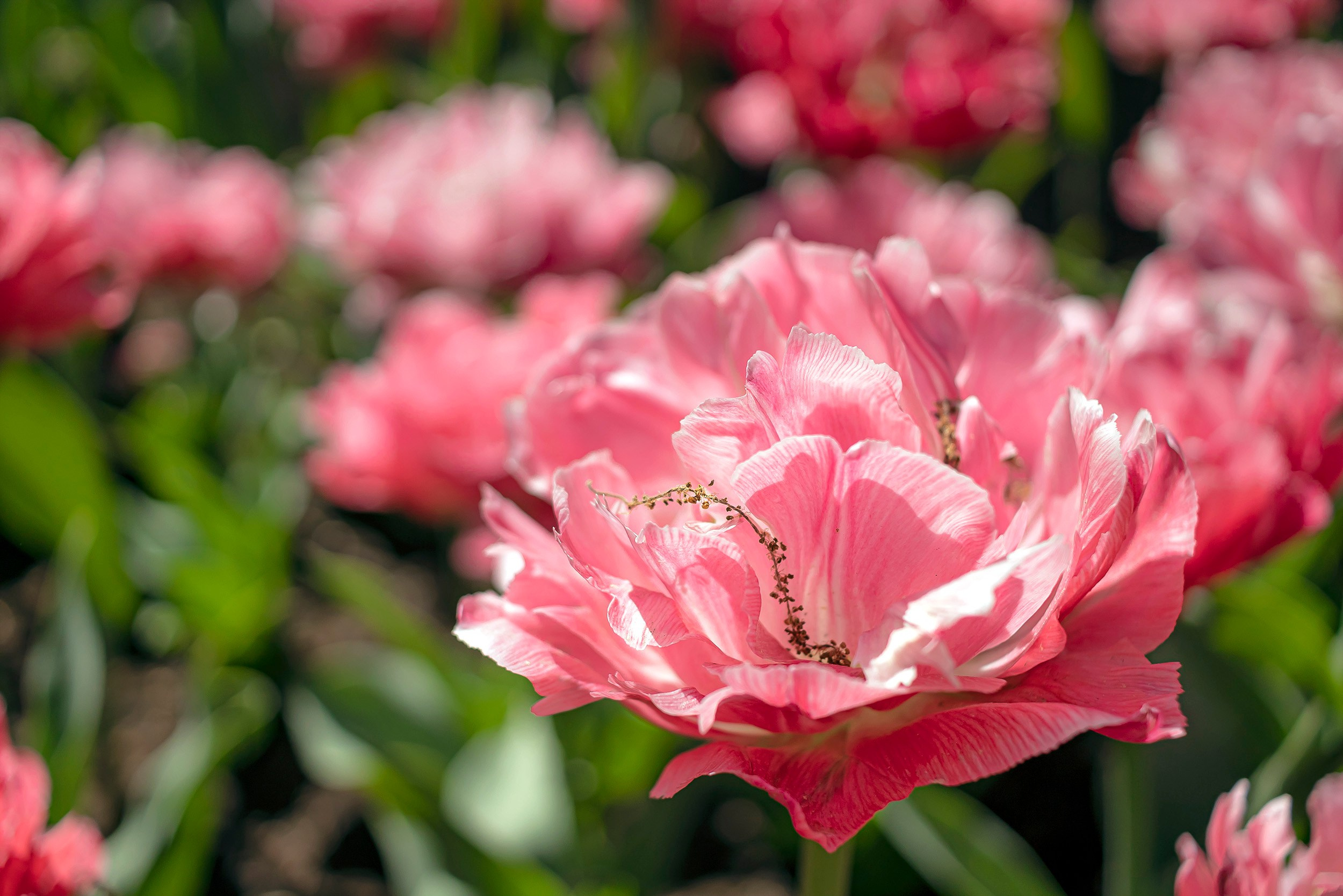 Фотограф Анастасия Белякова в Санкт-Петербурге и Гатчине
