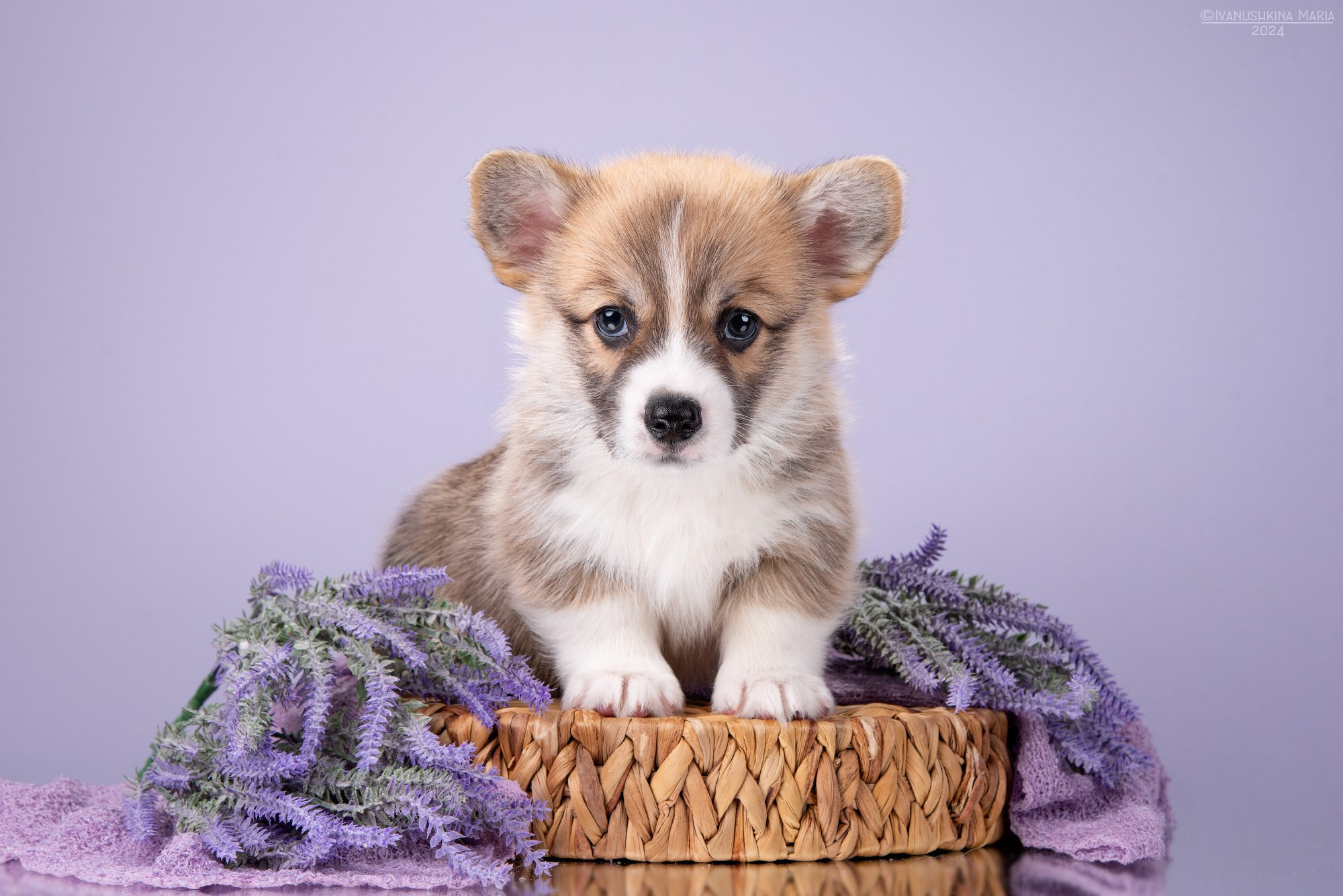 Фотосессия щенков на фонах. Фотограф собак в Москве и Московской области Иванушкина Мария