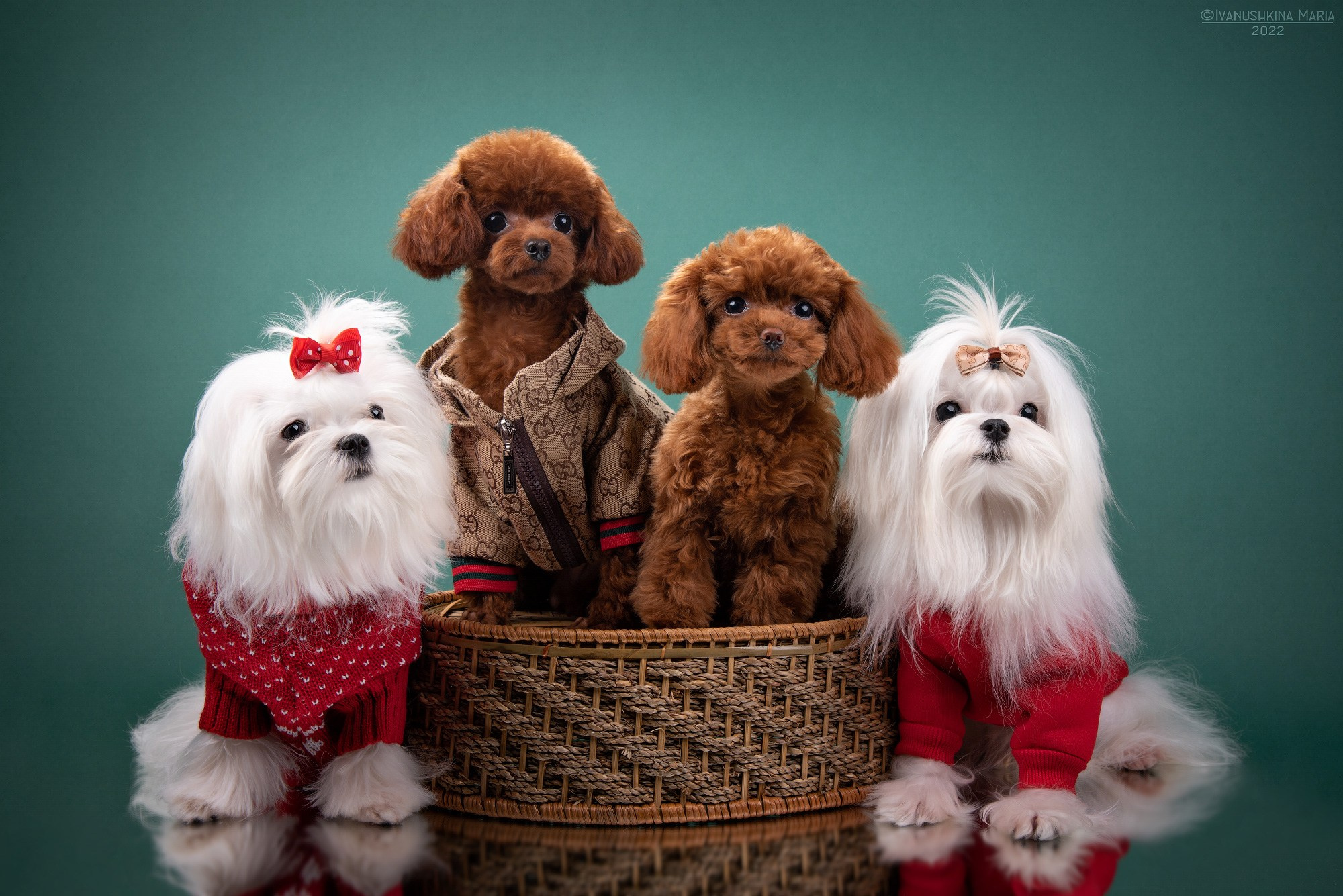 мальтезе и красный пудель