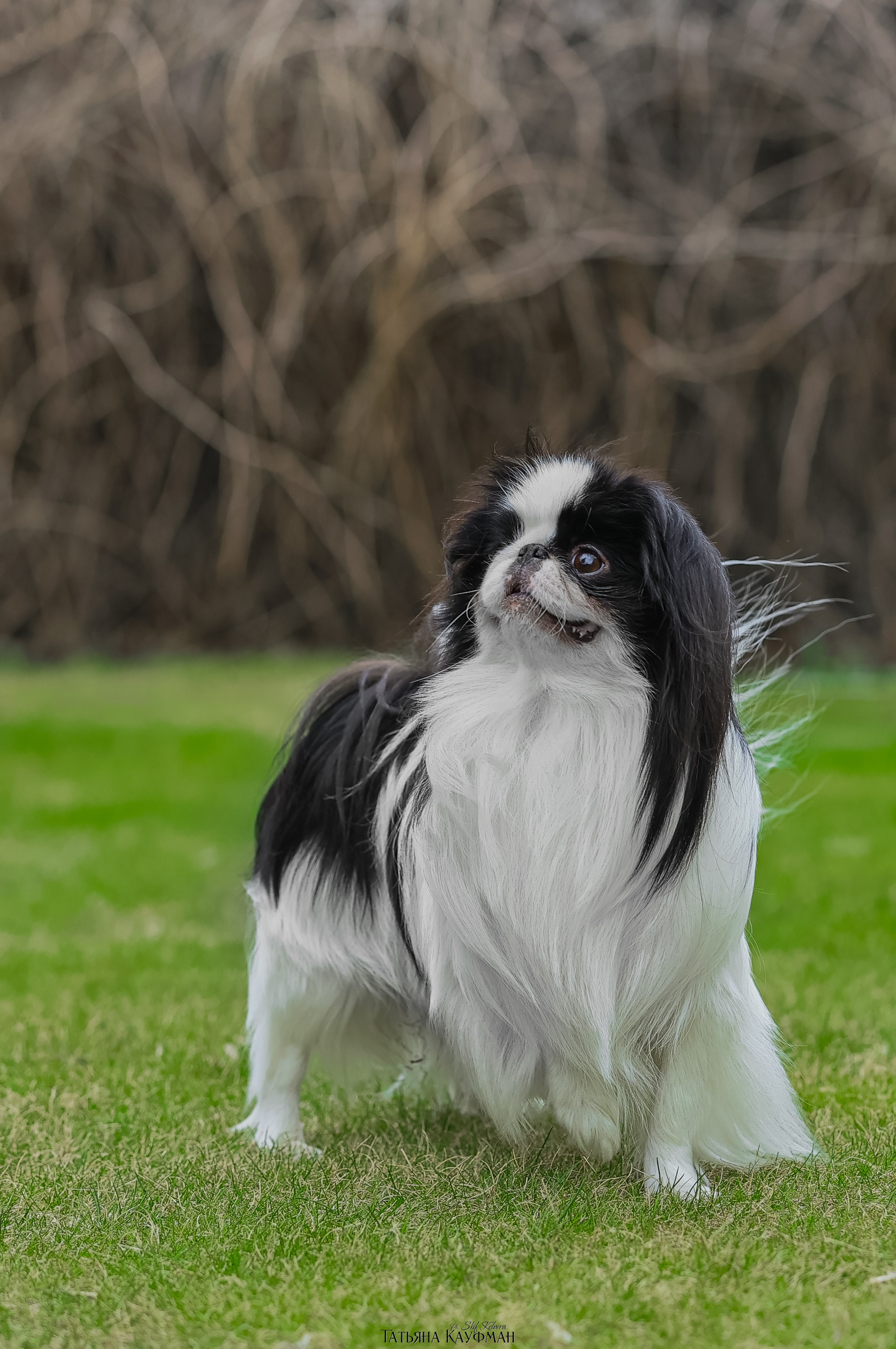 Японский хин, фотография японский хин, собака в цветах, красивая собака, фотограф анималист, фотокурс Анималистика, научиться фотографировать собак, фотограф Новосибирск