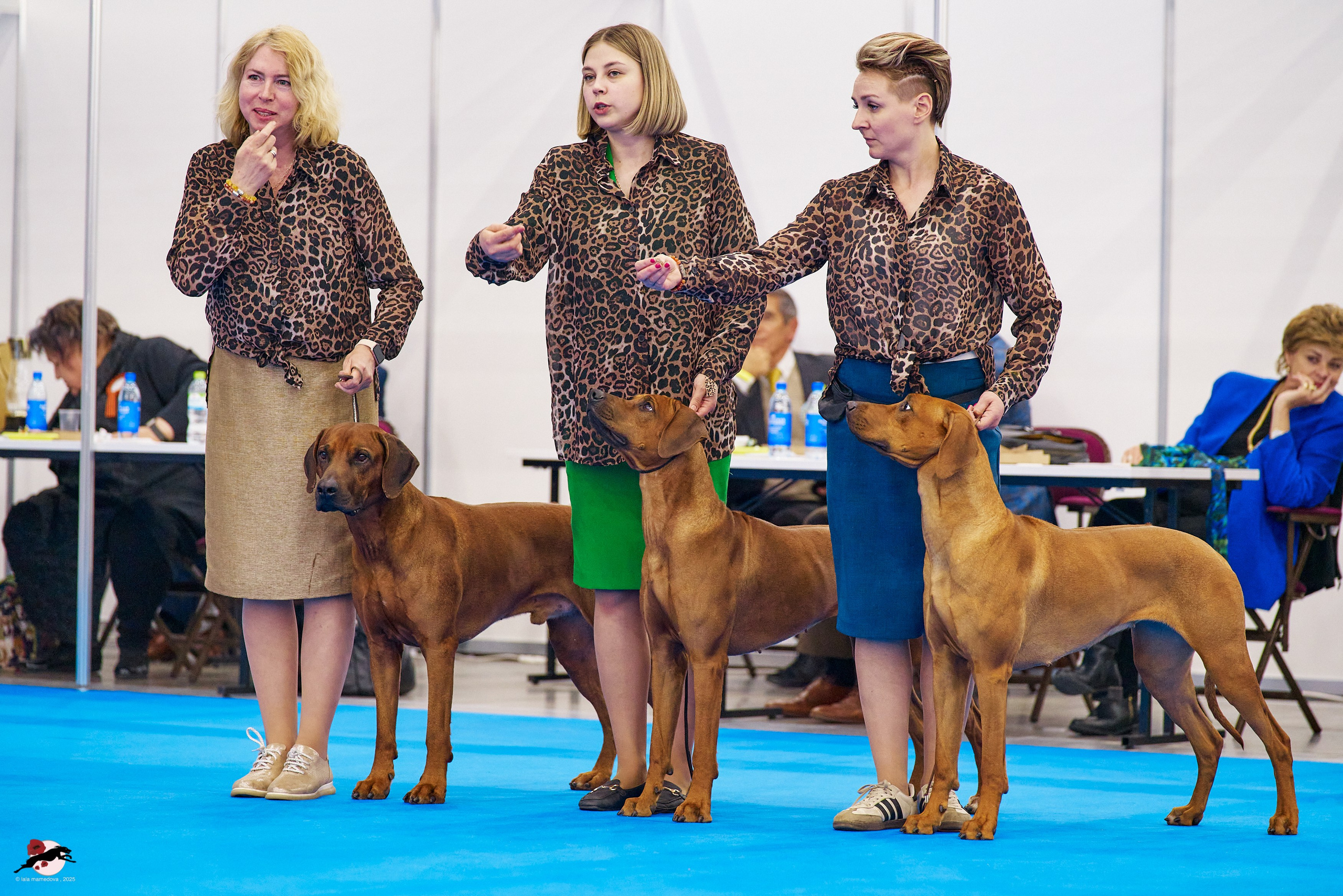 ГРАН ПРИ «ВЕСЕННИЙ ПЕТЕРБУРГ» & «СУПЕР КУБОК «ЭЛИТЫ»-2025»