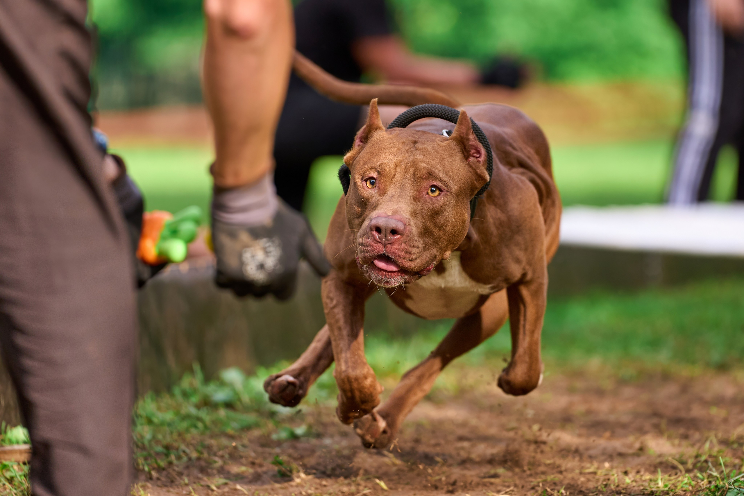 Jump'n'Gym JUMP! — 2024. Фотограф-анималист Михаил Манухин