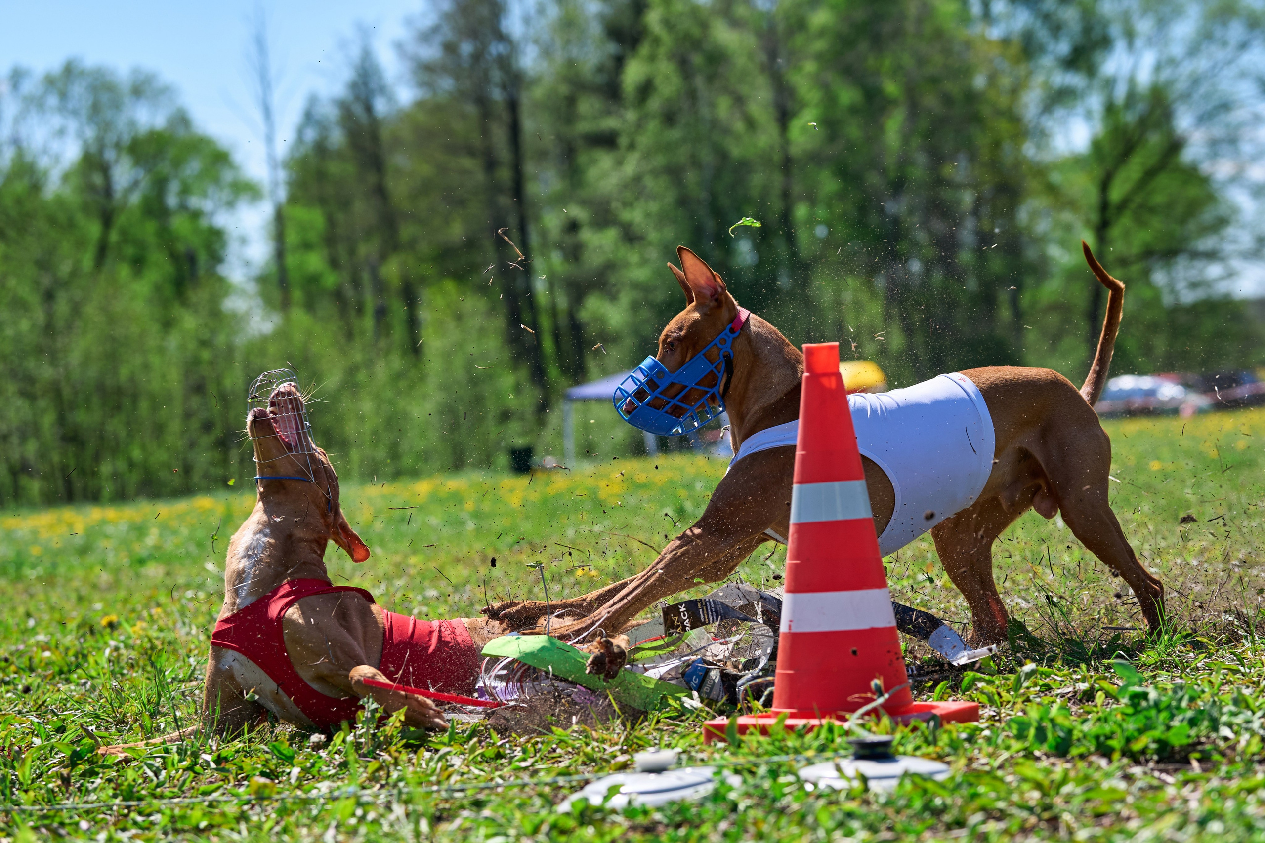 Квалификация по курсингу Донино. Фотограф-анималист Михаил Манухин
