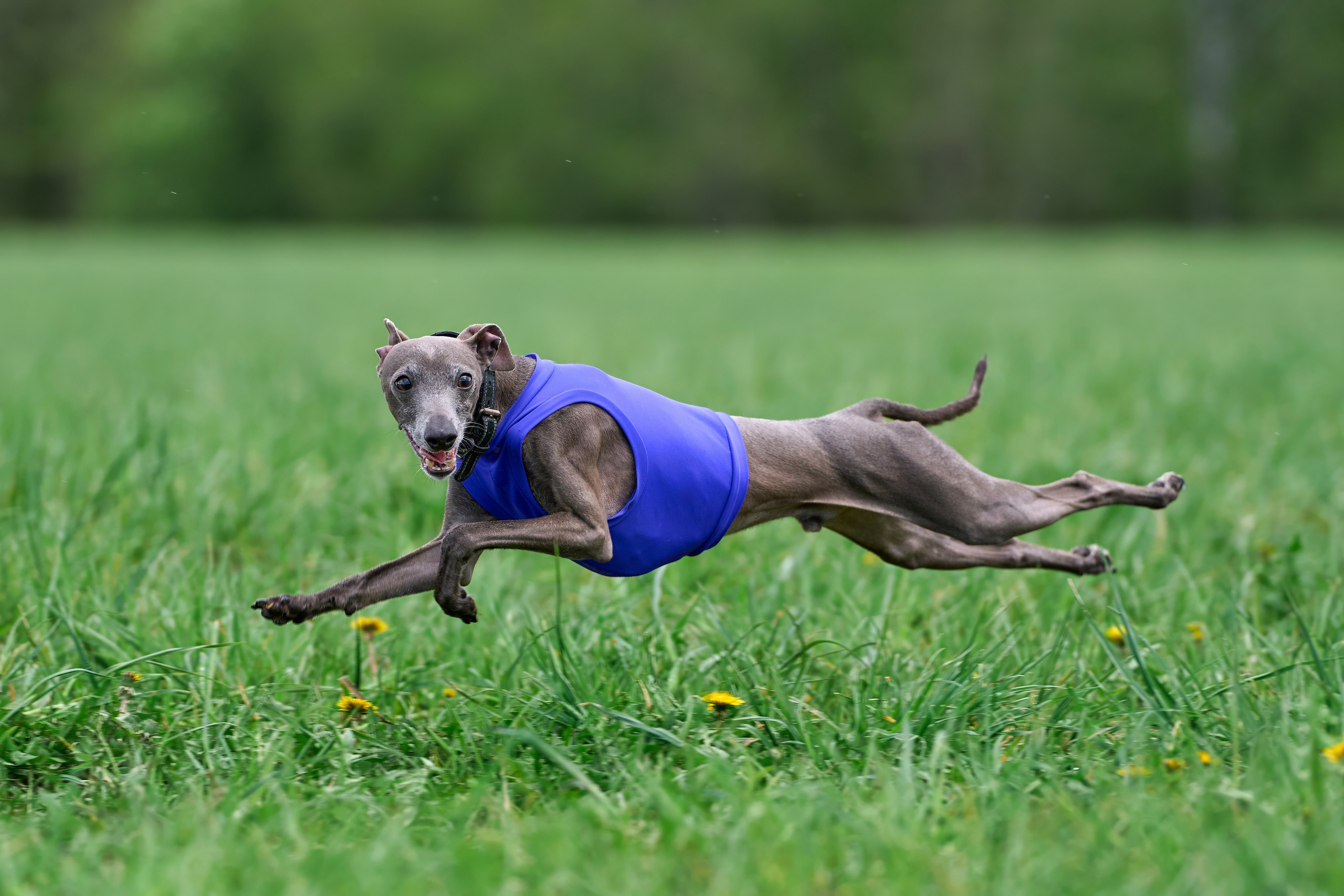 Тренировка по курсингу «на Ярославке». Фотограф-анималист Михаил Манухин