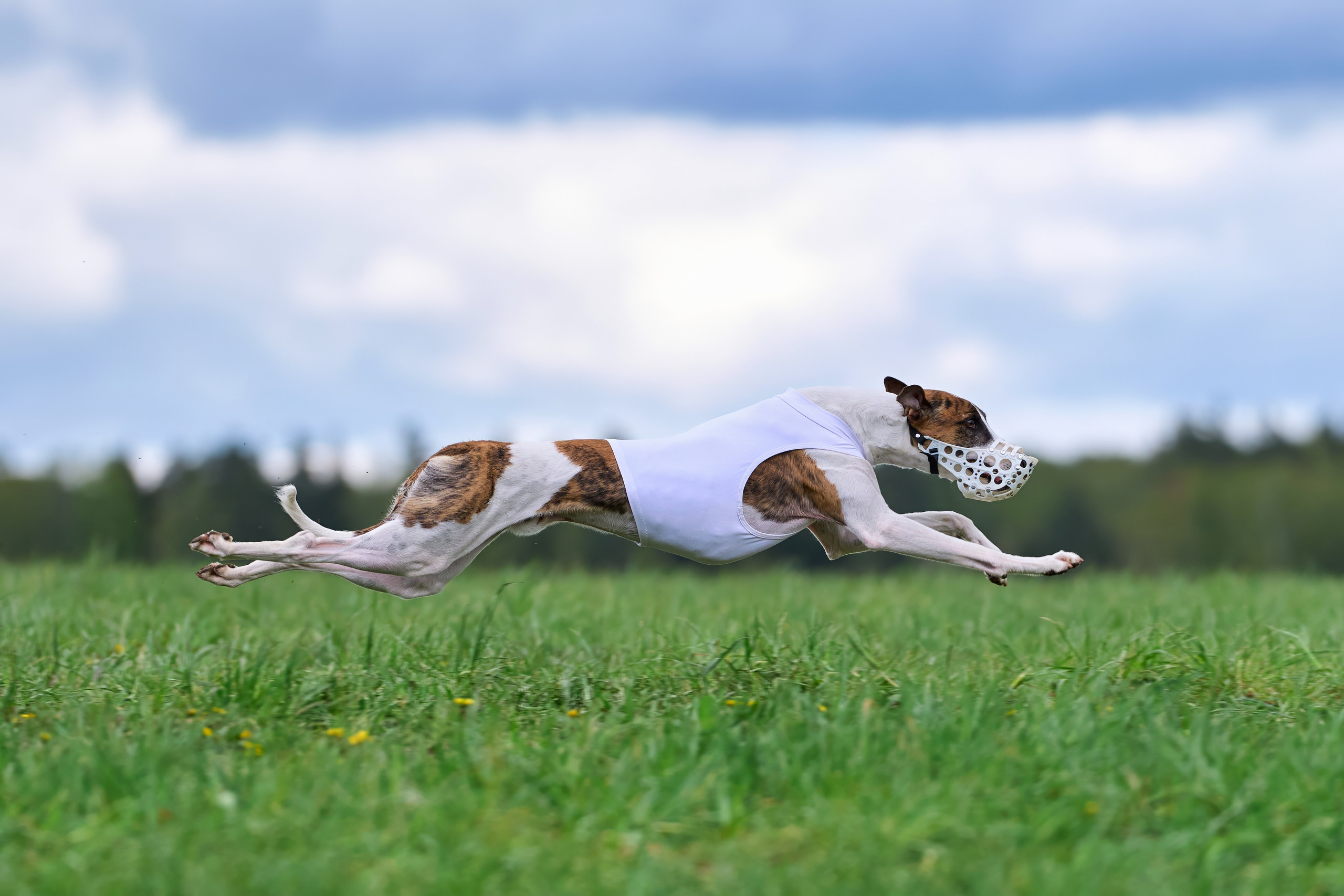ПЧРКФ по курсингу. Фотограф-анималист Михаил Манухин