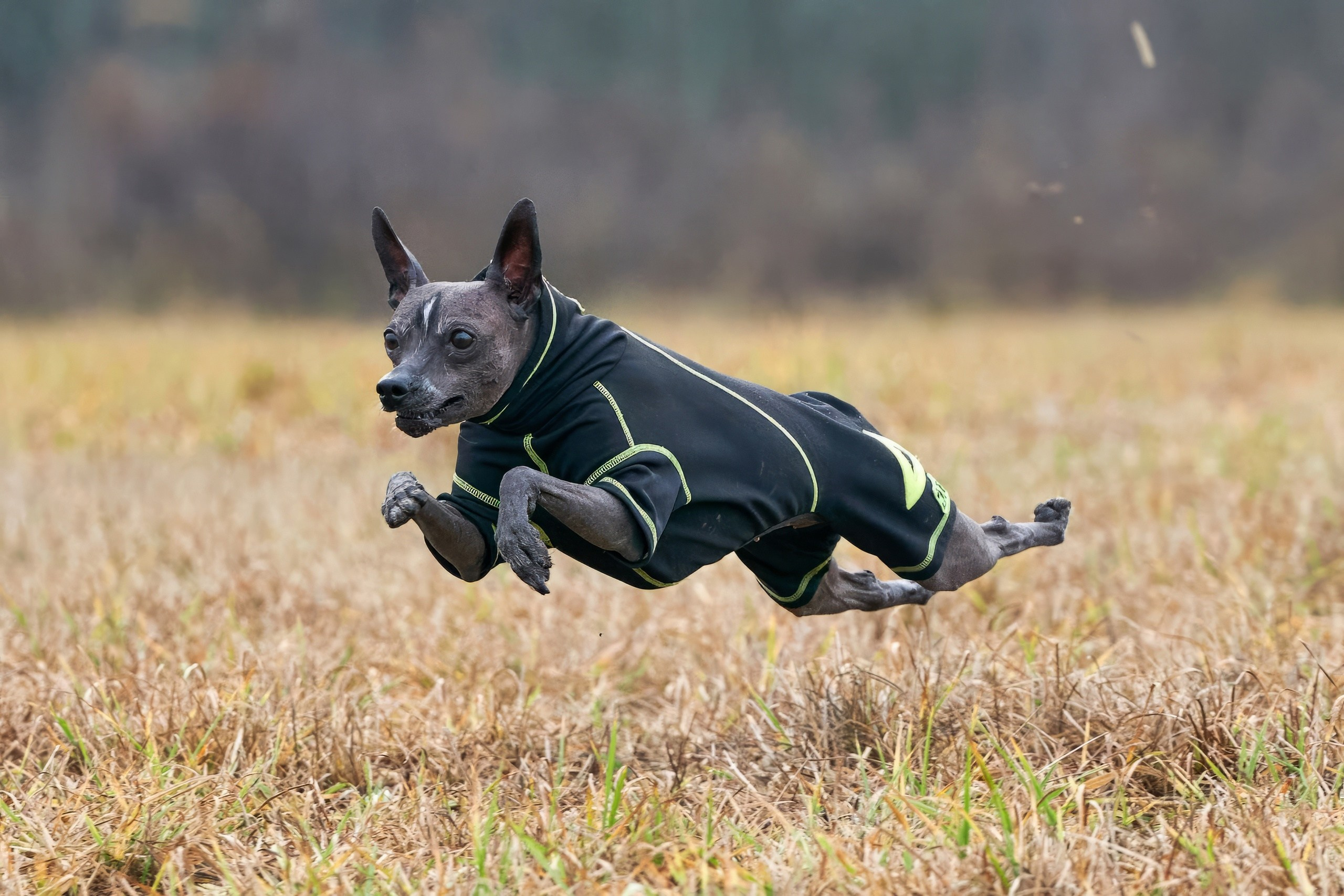 Состязания свор «Тройки». Фотограф-анималист Михаил Манухин