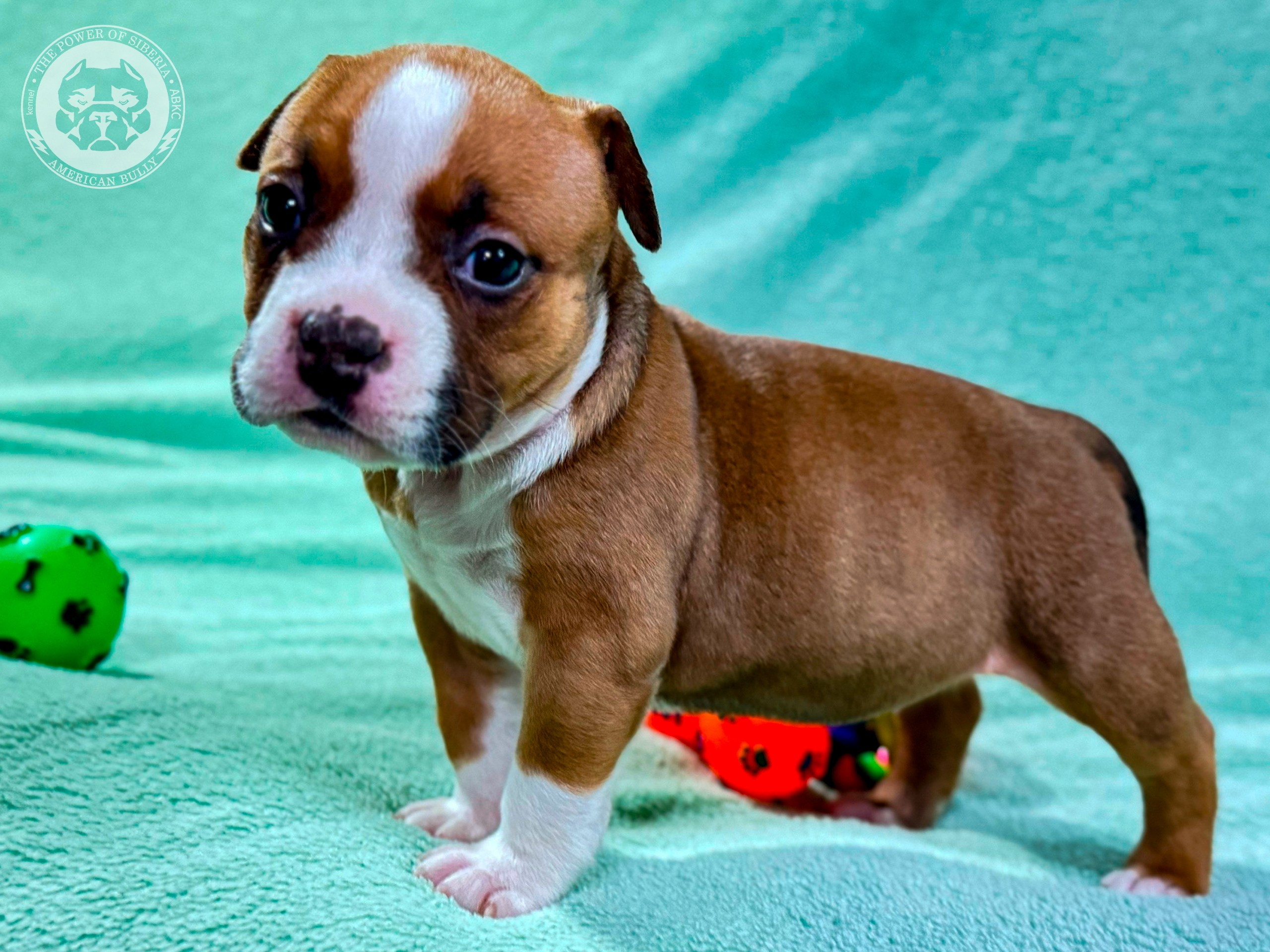 Все свободные щенки. Американский Булли в г. Ростов-на-Дону. Питомник THE POWER OF SIBERIA