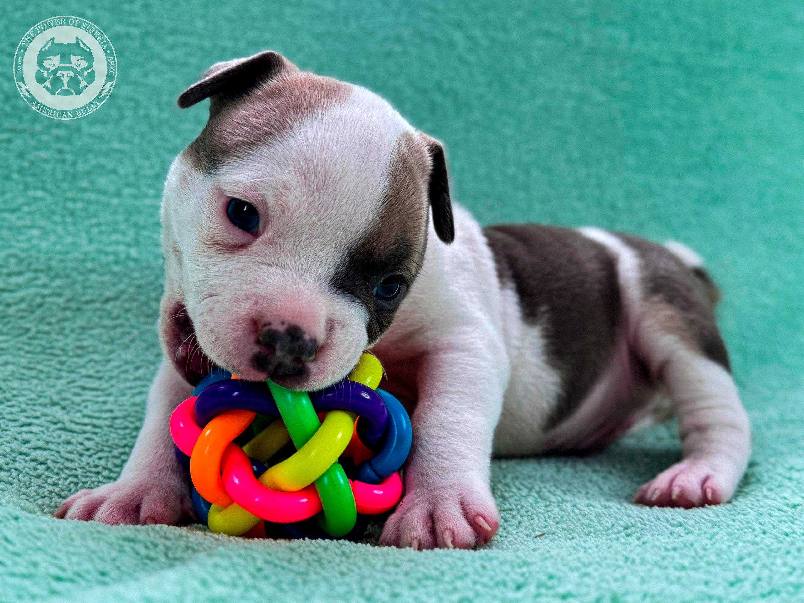 Все свободные щенки. Американский Булли в г. Ростов-на-Дону. Питомник THE POWER OF SIBERIA