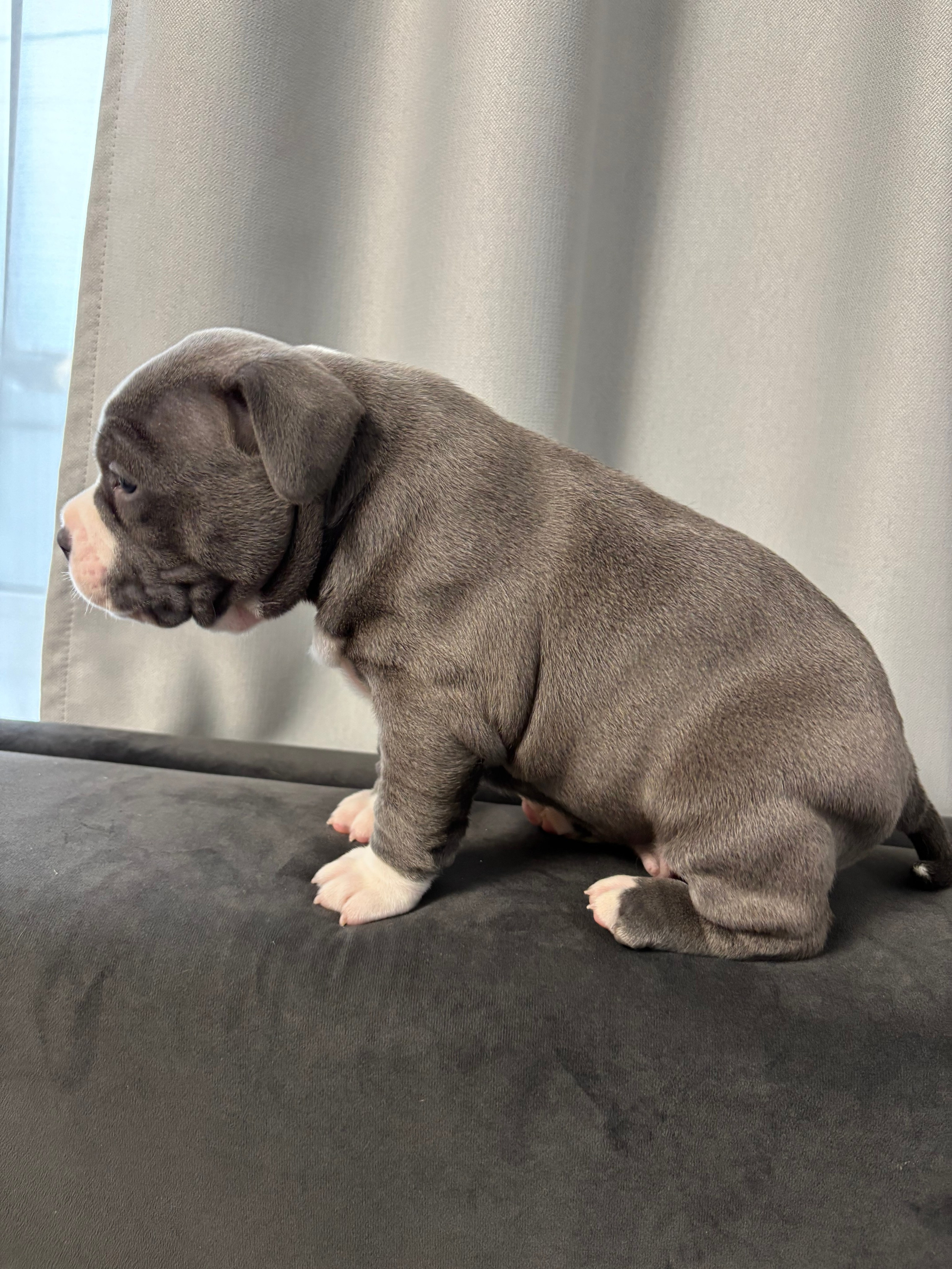 Помет Рич и Дося 04.02.25. Американский Булли в г. Ростов-на-Дону. Питомник THE POWER OF SIBERIA