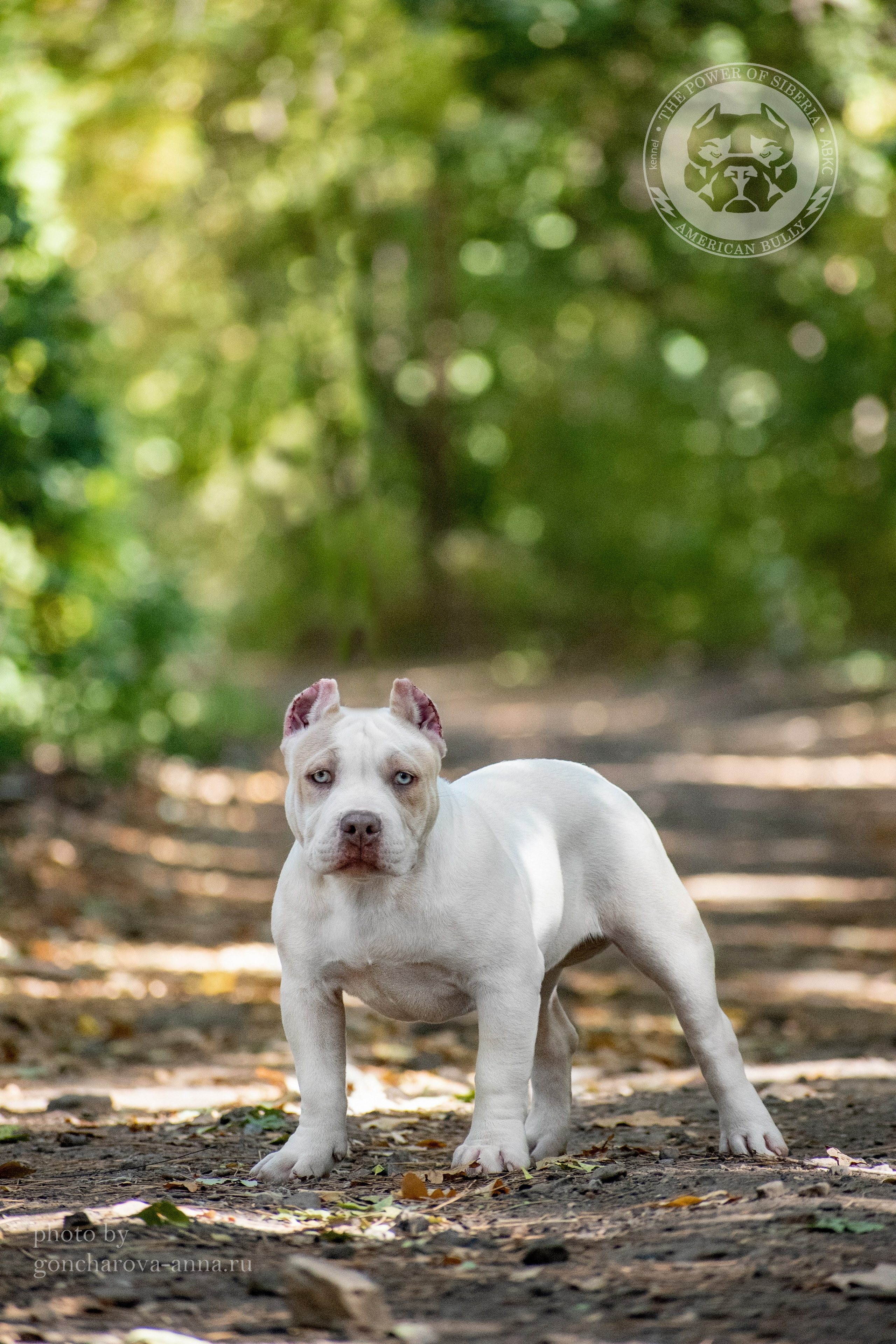 купить щенка Американского булли в Донецке