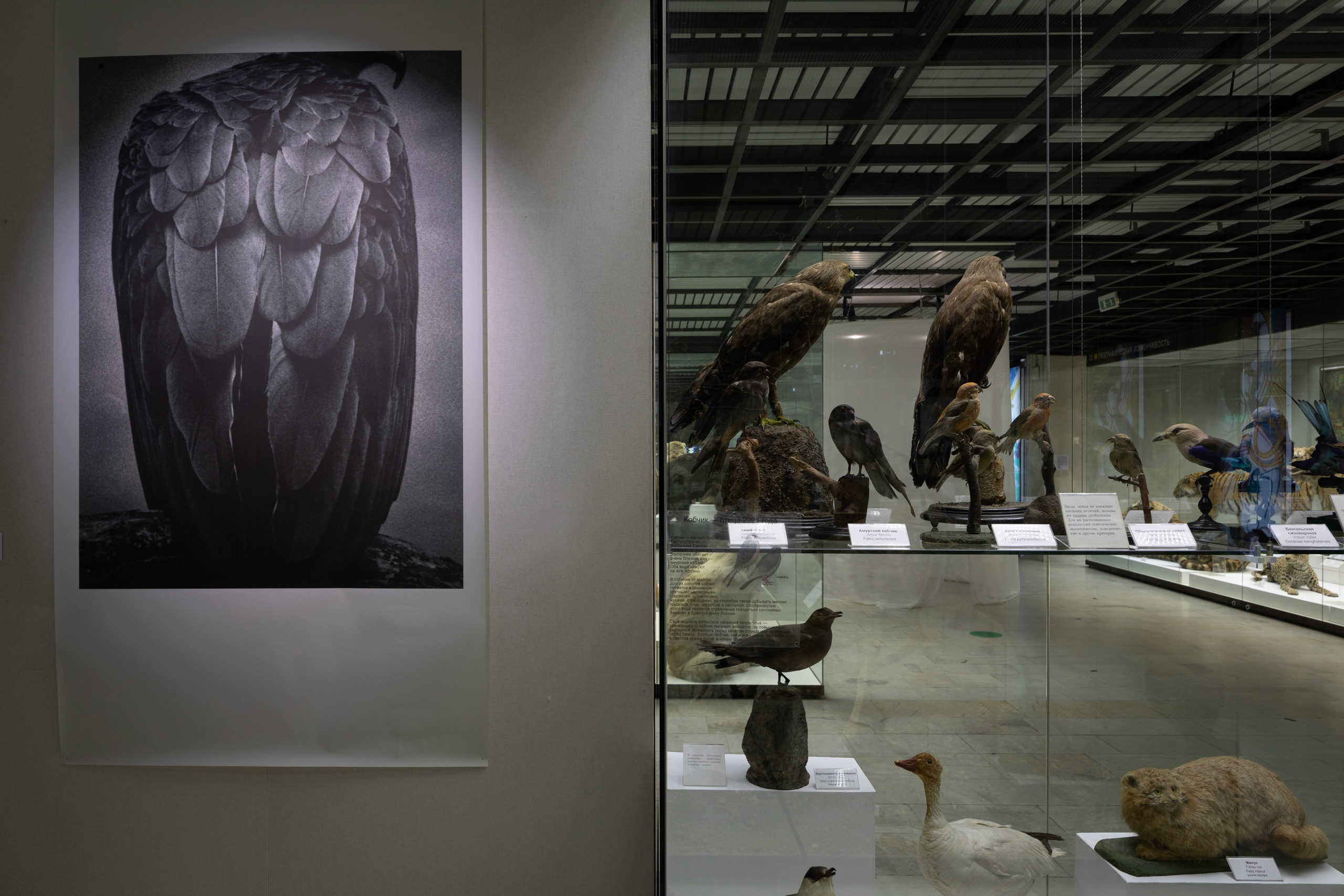 Museum of artificial history. Jane Efremova, artist and curator based in Belgrade, Serbia