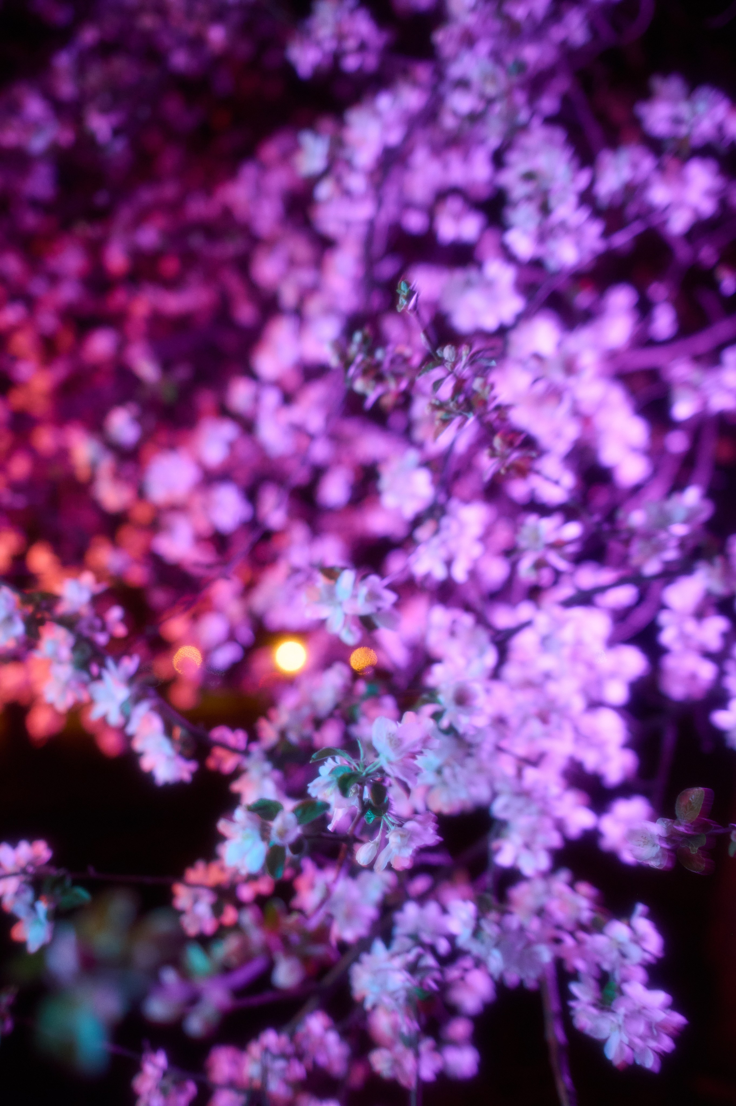 RGB цветение (Ирина). Профессиональный фотограф (Краснодар) Роман Гончаров