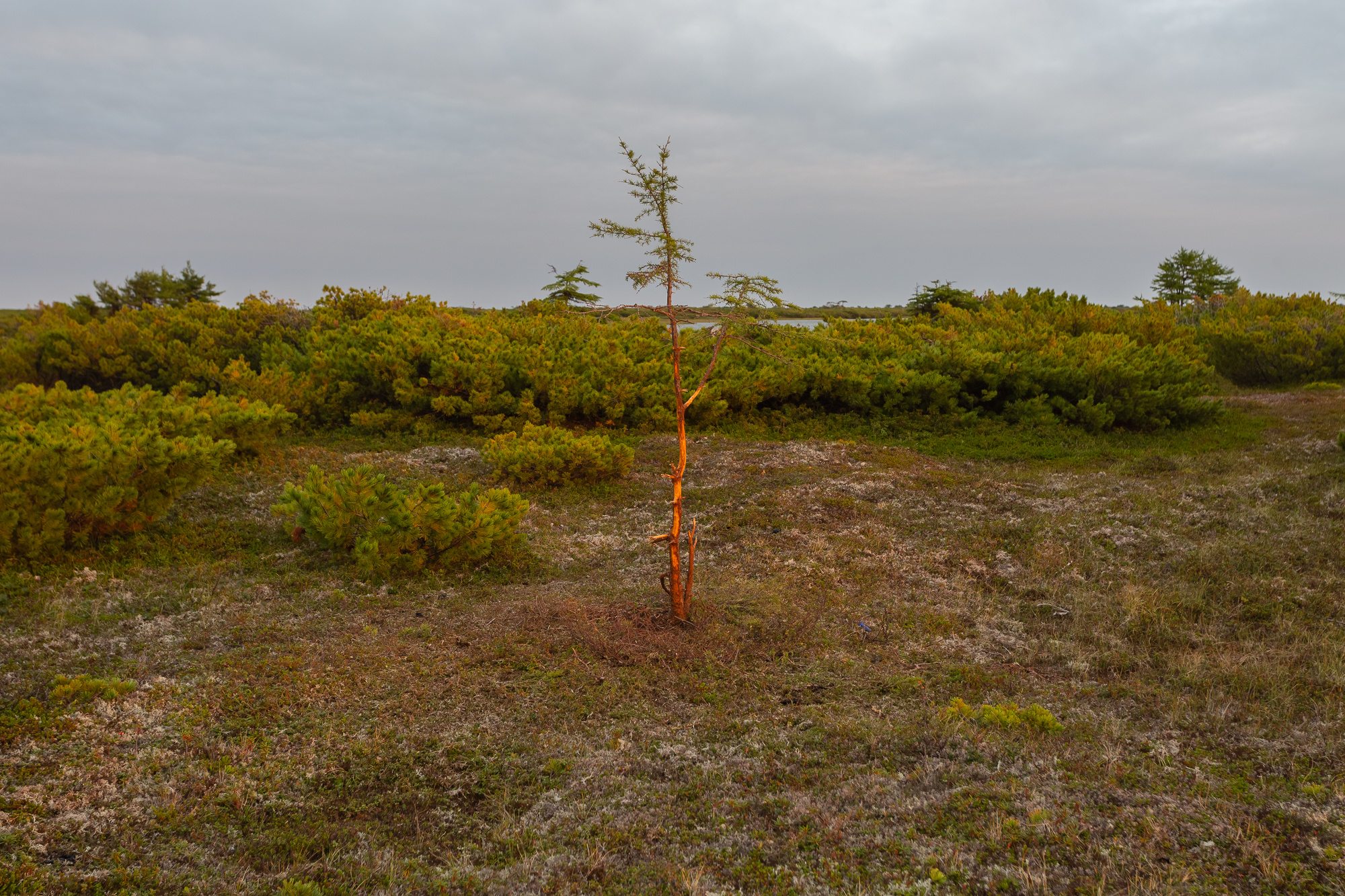 Последние кочевники Сахалина