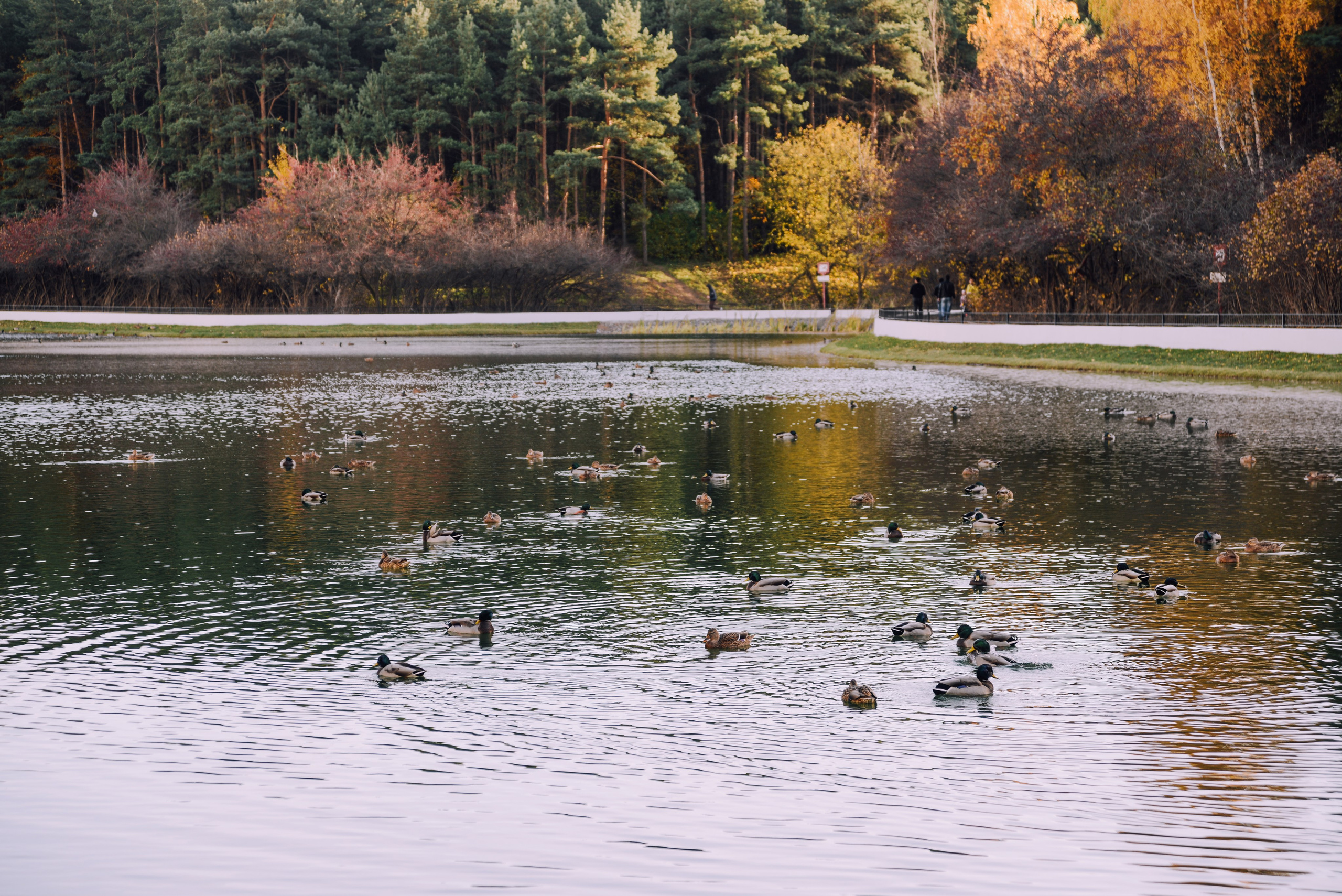 Autumn pond with ducks in a city park, nature background