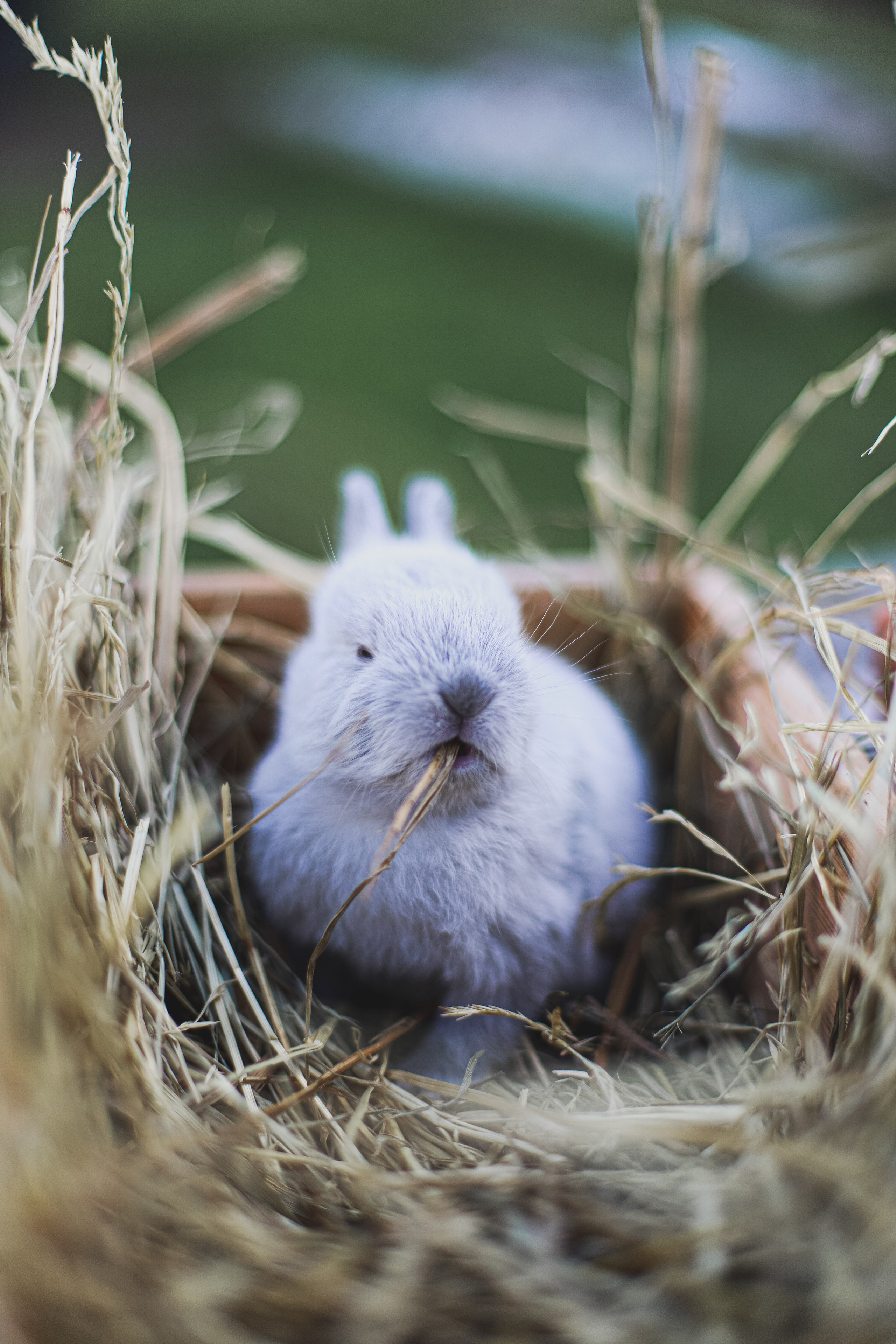 Фотосессия для детей. Жми на фото и посмотри фотоисторию. Фотограф на ранчо, трансформационные фотосессии