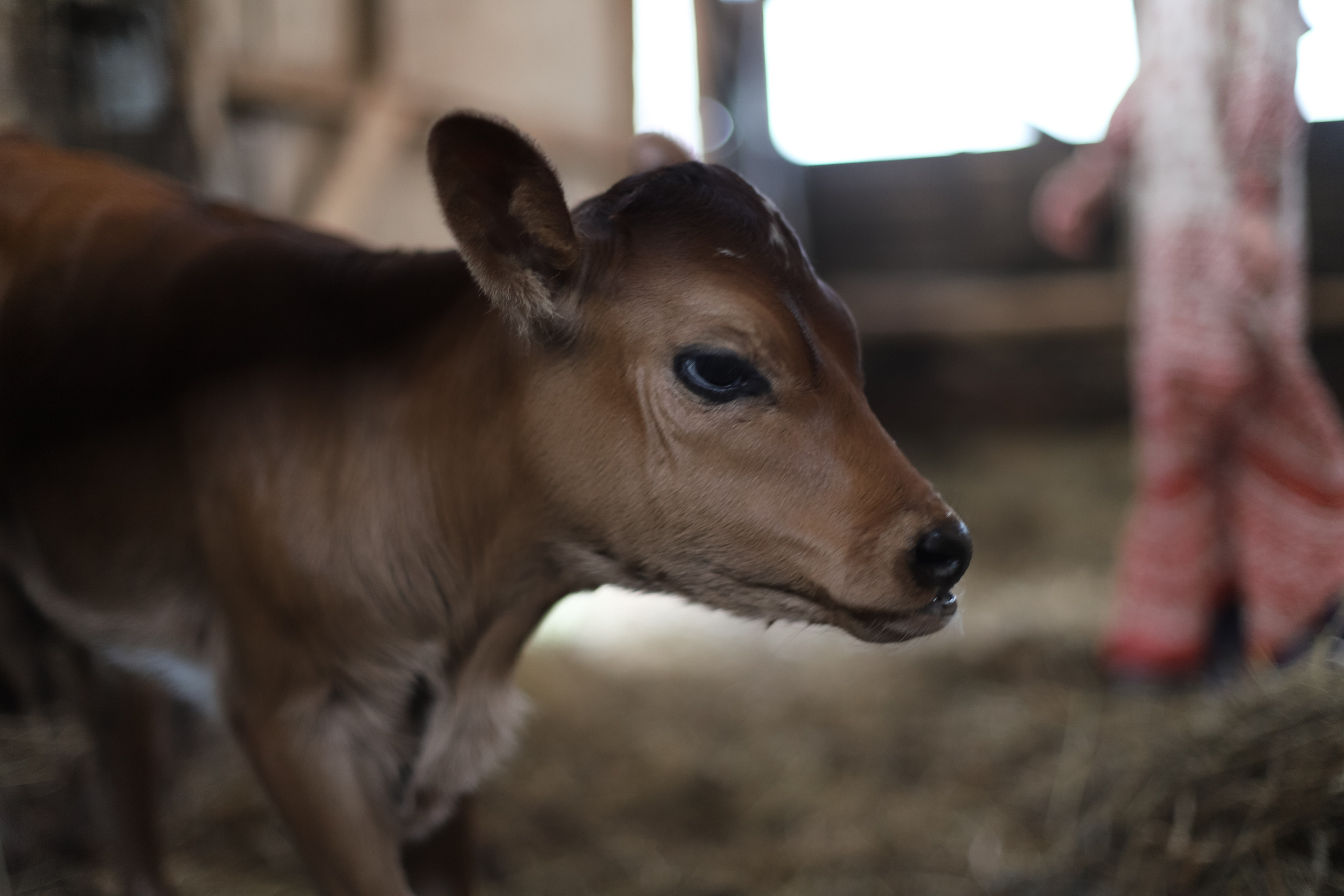 Фотосессия для детей. Жми на фото и посмотри фотоисторию. Фотограф на ранчо, трансформационные фотосессии