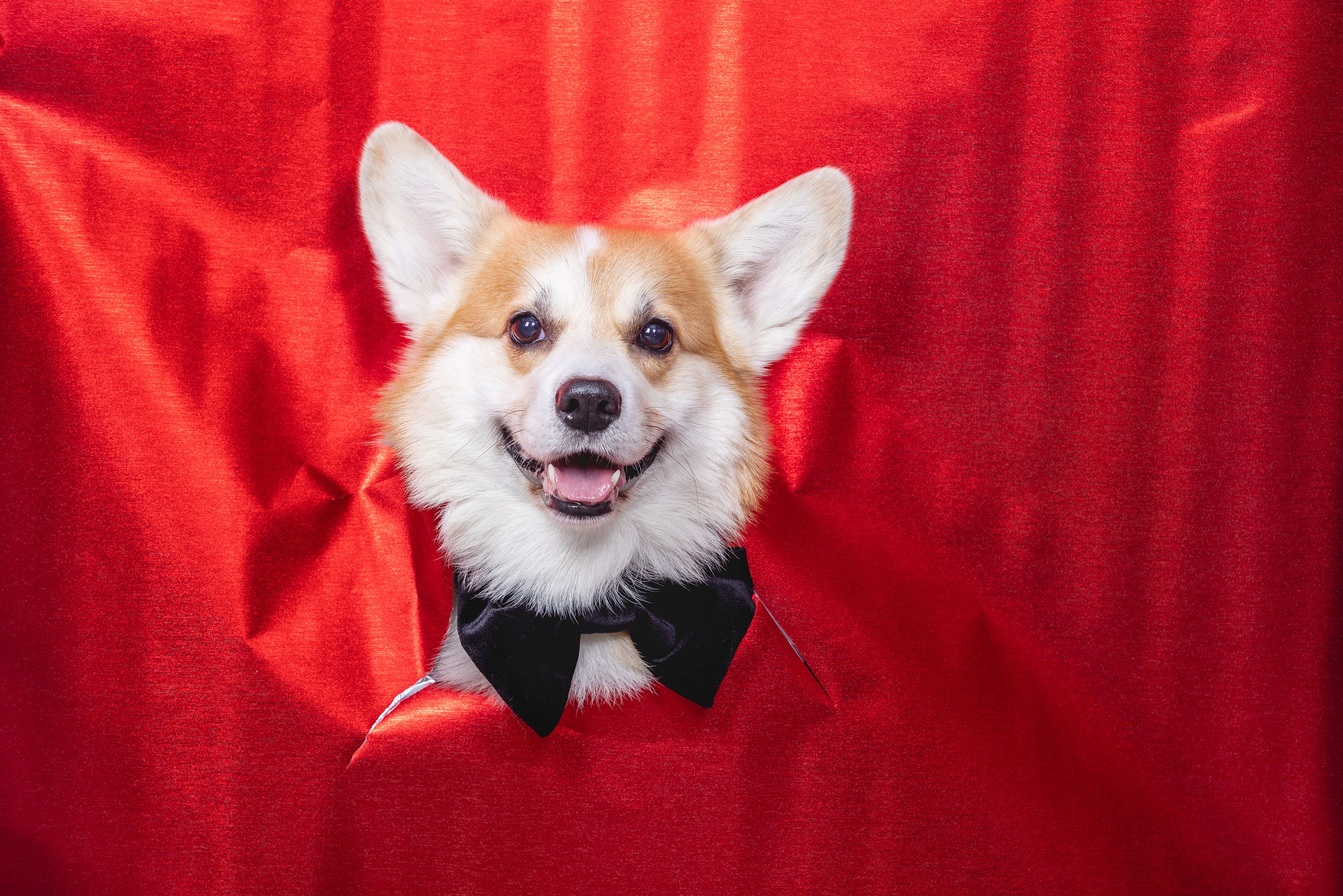 Фотограф Алена Звездина