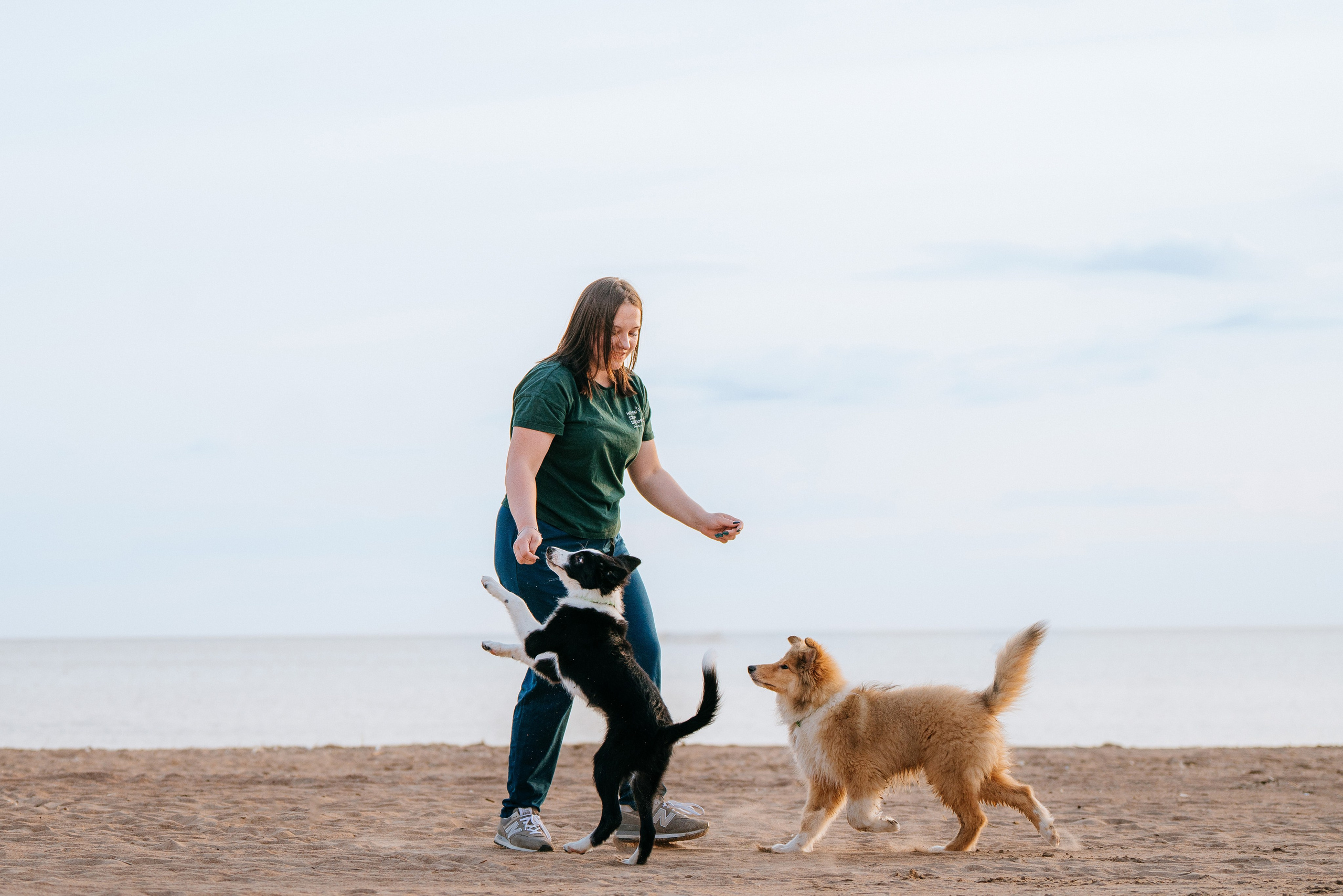 Фотосессия со щенками колли. Фотограф анималист в Спб недорого Олеся Майорова