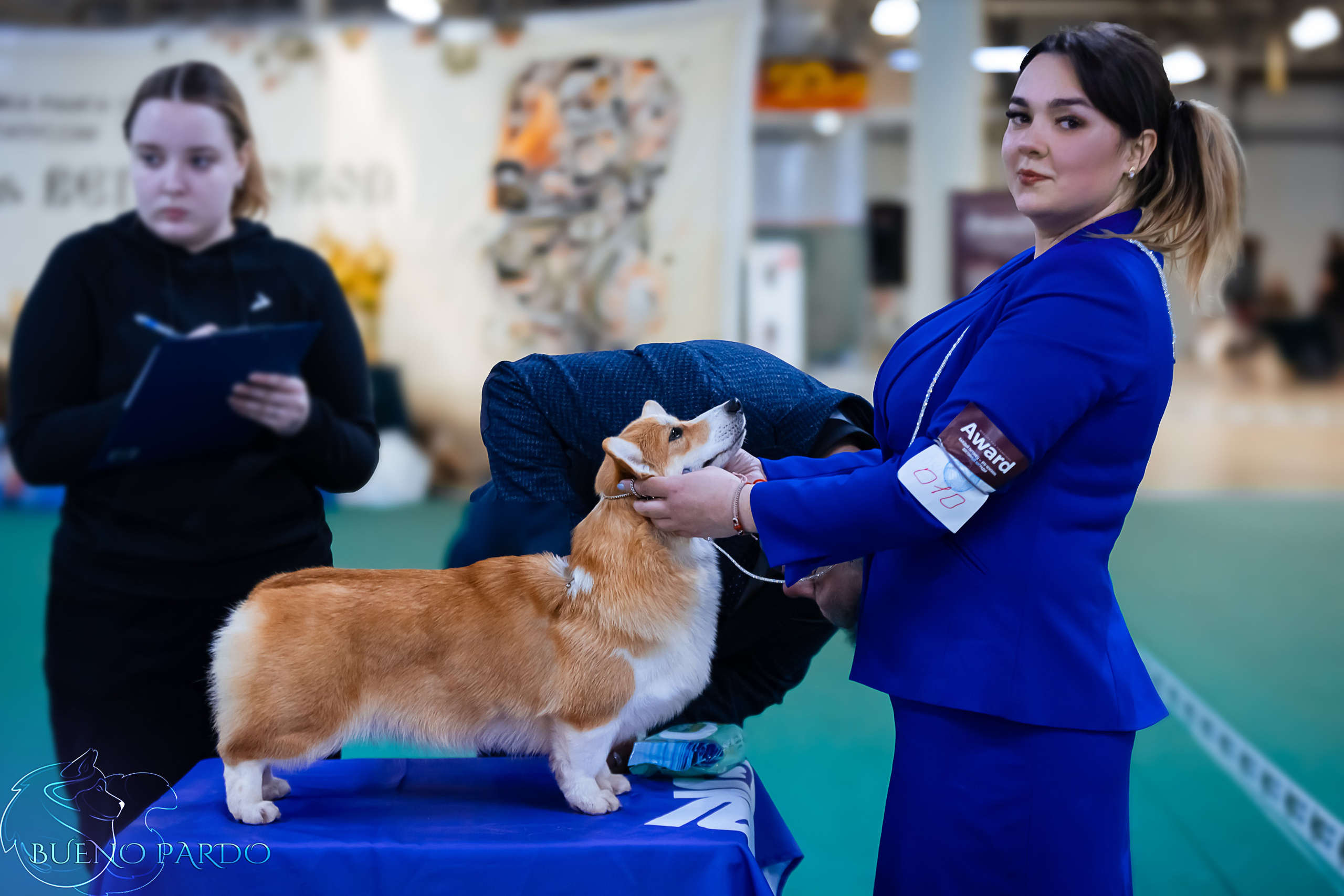 Собаки питомника Bueno Pardo. Питомник собак Акита, Хаски, Корги