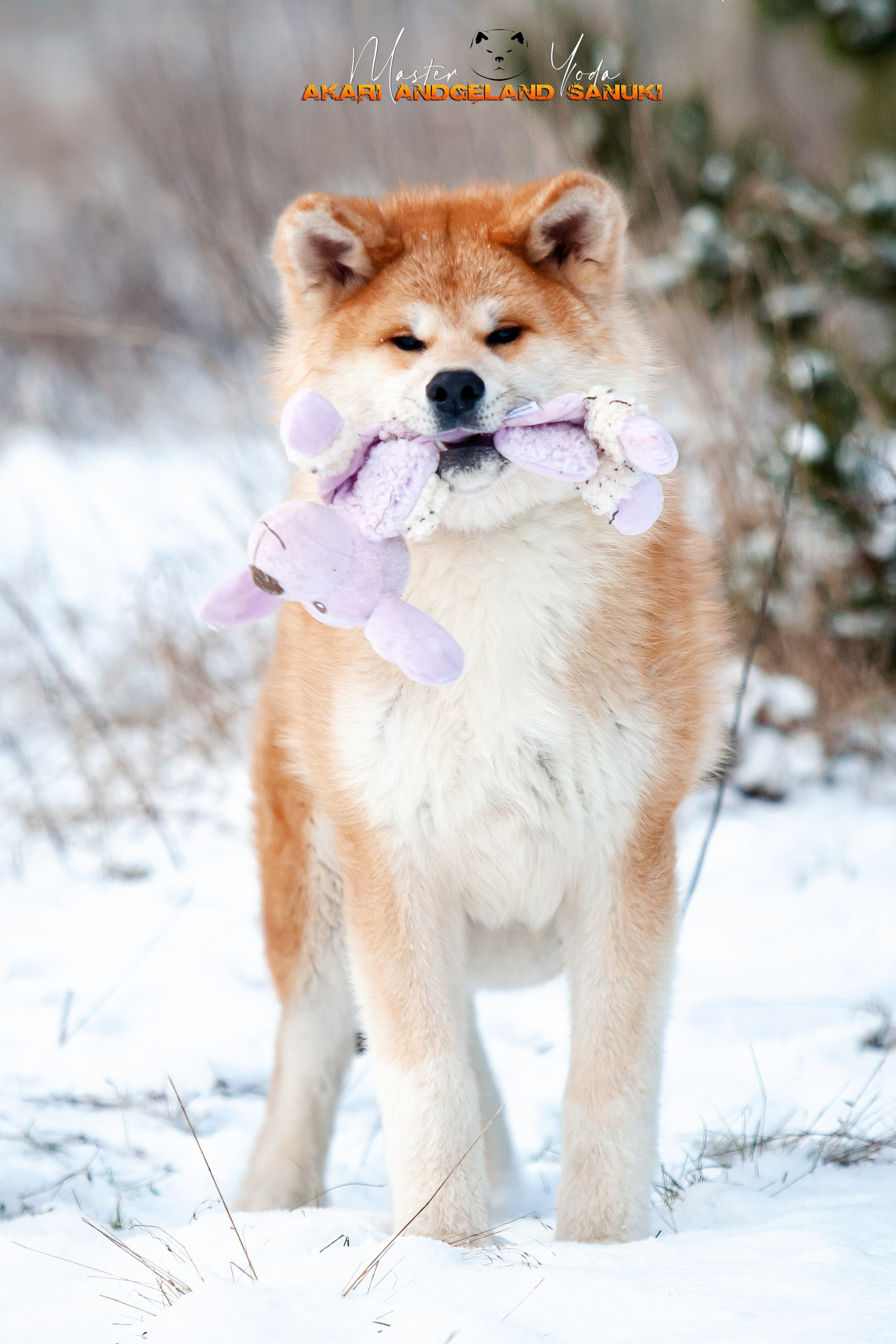 Собаки питомника Bueno Pardo. Питомник собак Акита, Хаски, Корги