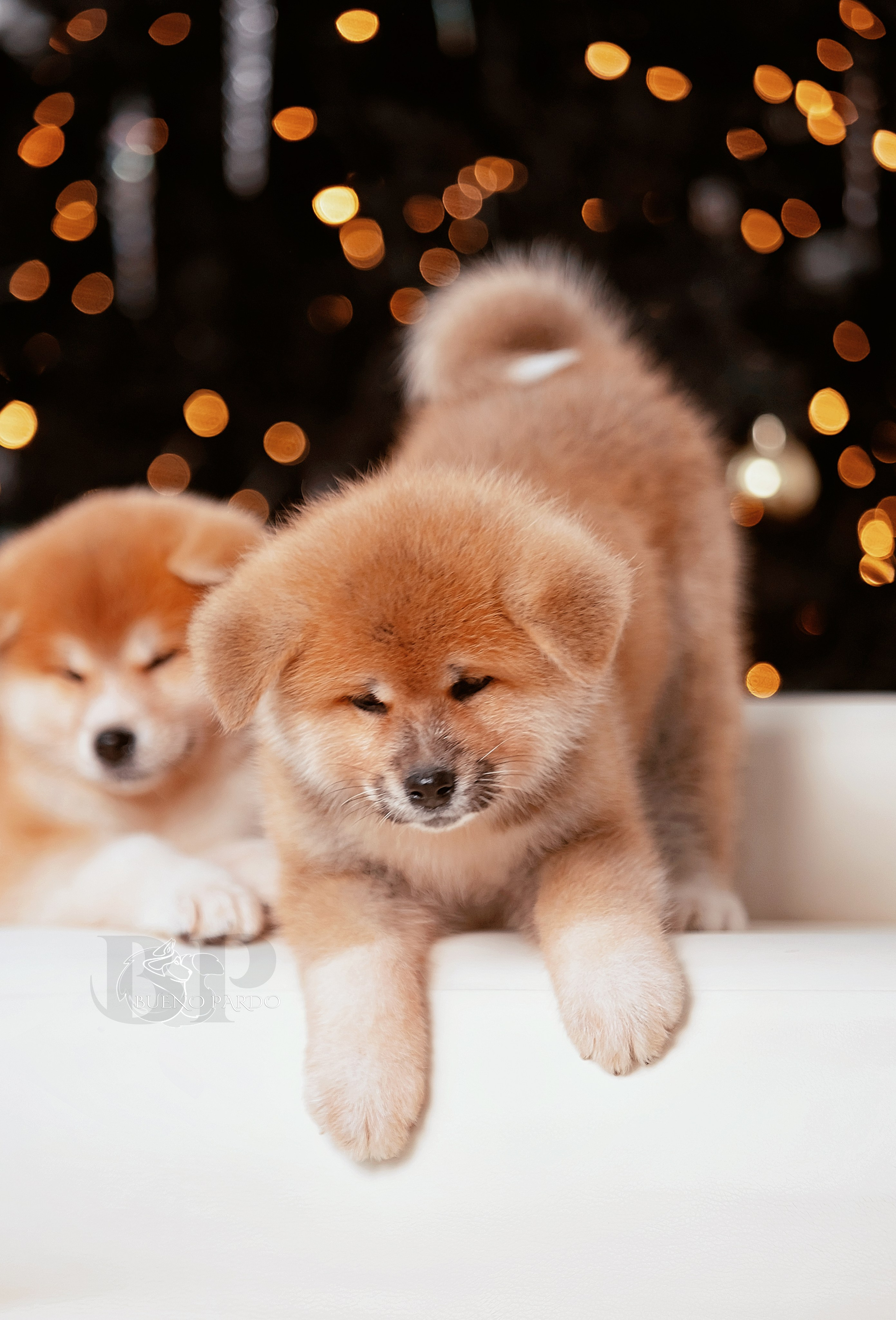 Щенки японской акита ину из питомника. Питомник собак Акита, Хаски, Корги