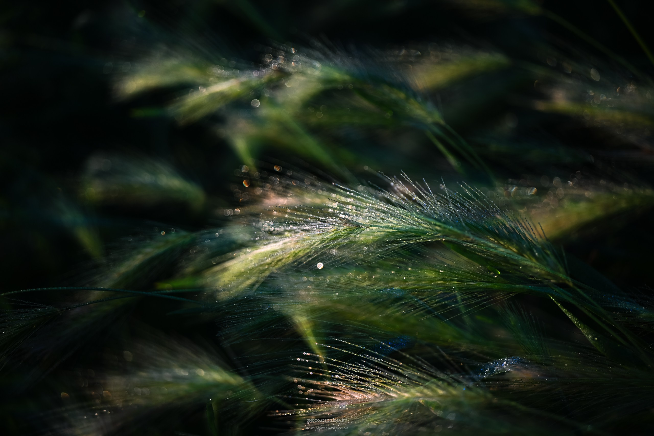 Путешествие сквозь красоту и вдохновение. Авторские стильные фотокартины