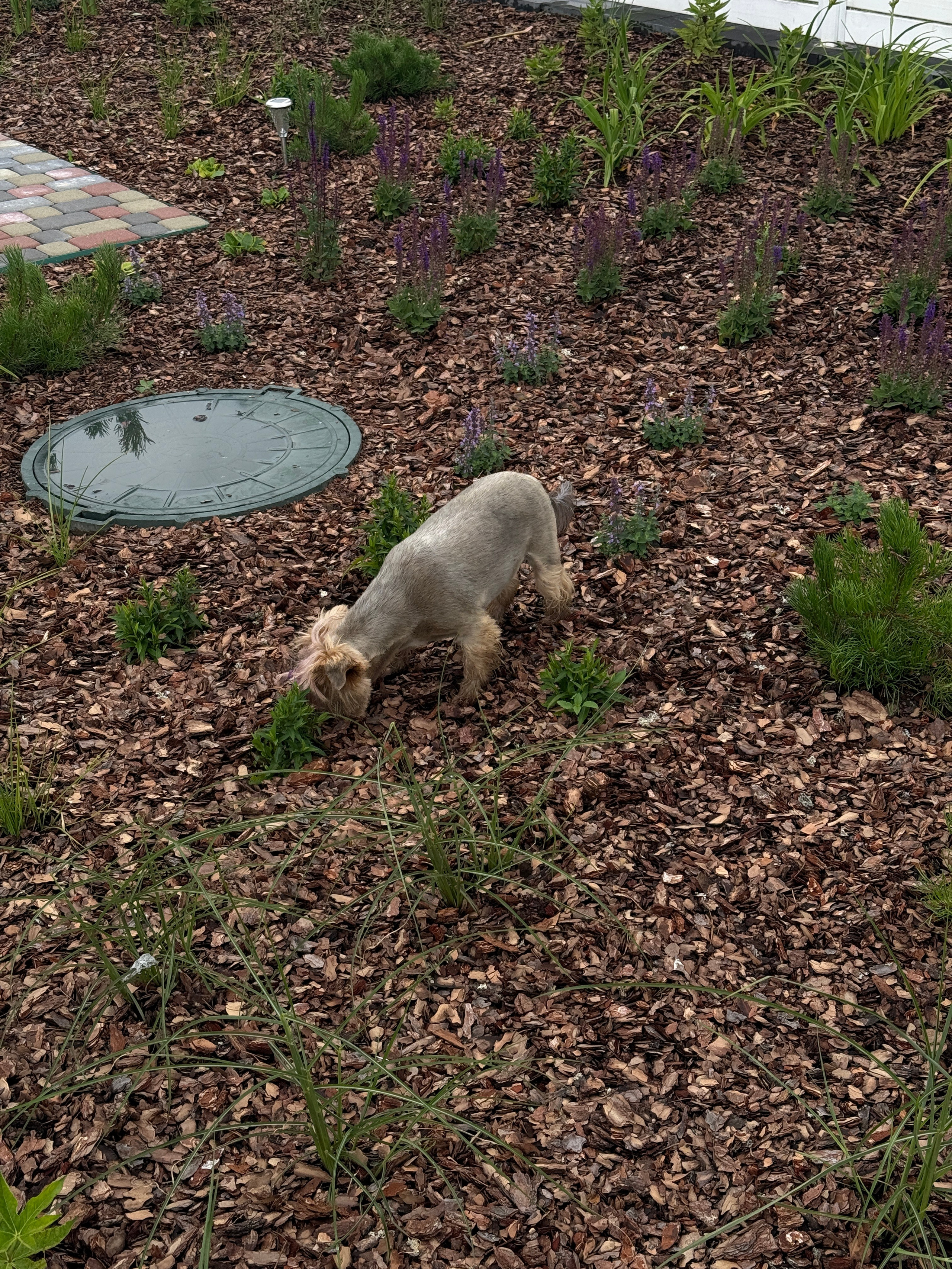 Создание цветника. LA. Ландшафтный дизайн в Минске и Гродно