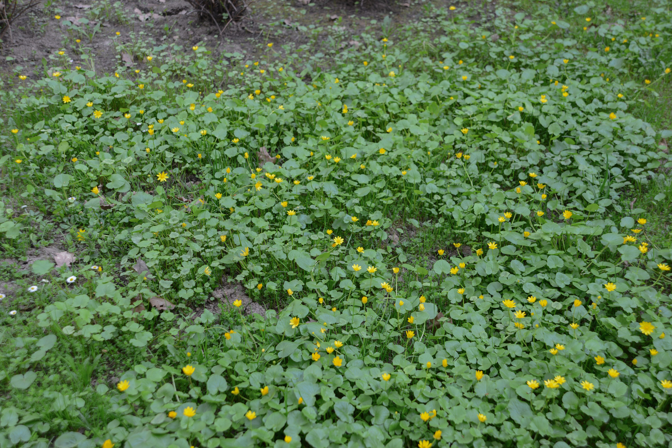 Род травянистых растений семейства Розовые. Род назван в честь австрийского ботаника Франца Адама фон Вальдштейна. Зеленая трава с маленькими желтыми цветами, природный растительный, ботанический, цветочный фон.