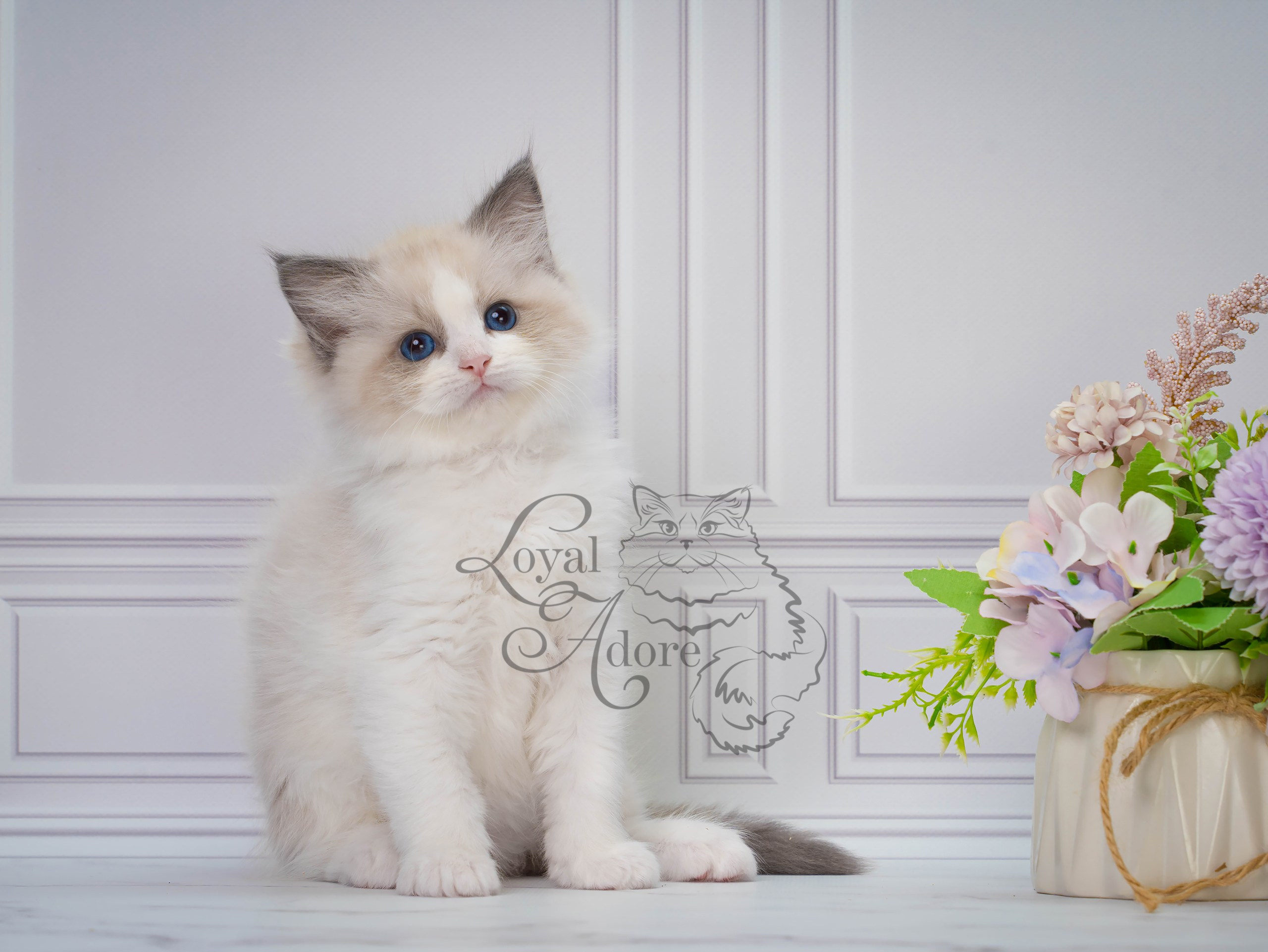 Котята рэгдолл от Loyal Adore. Питомник рэгдолл Loyal Adore