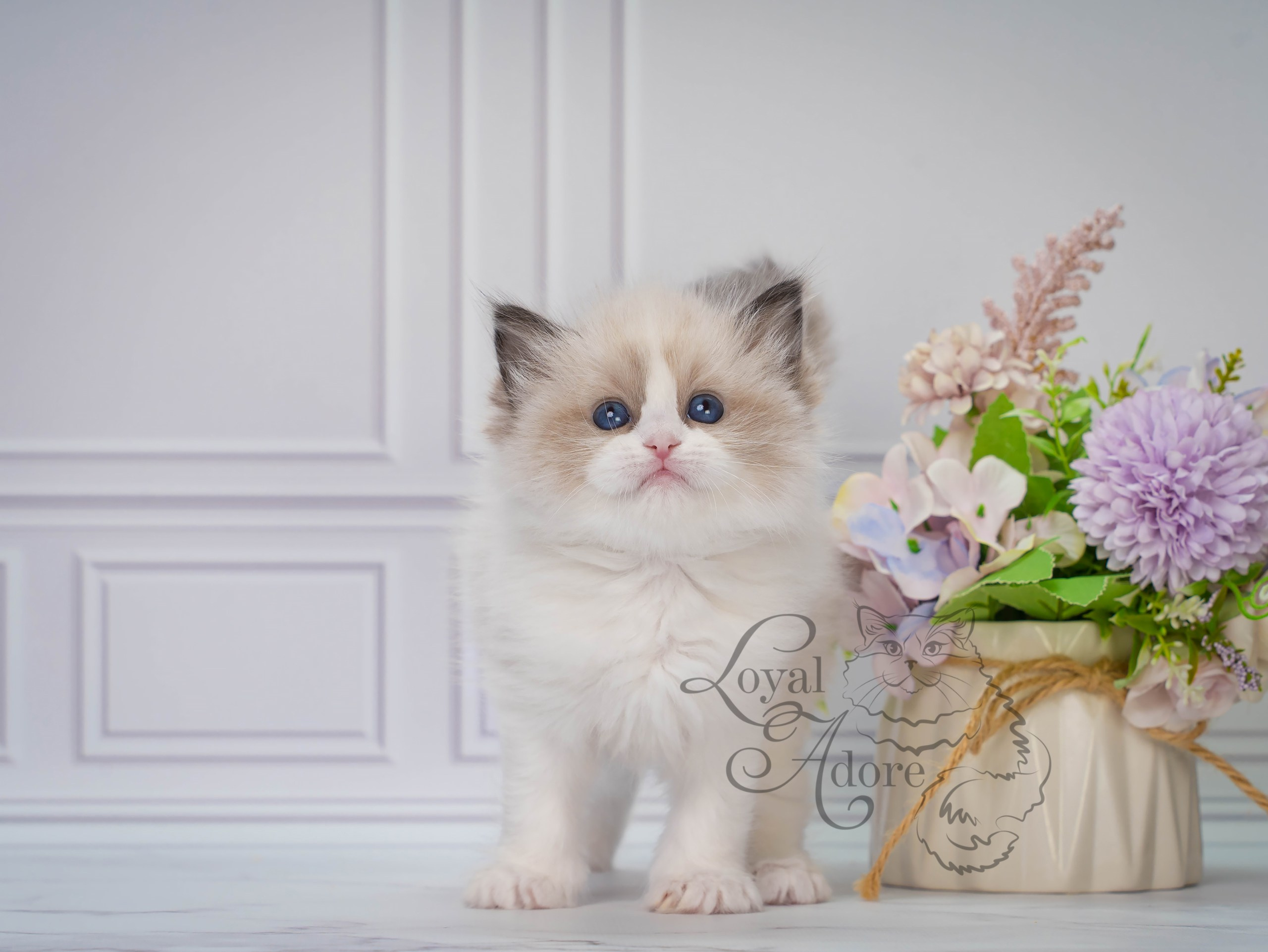 Котята рэгдолл от Loyal Adore. Питомник рэгдолл Loyal Adore