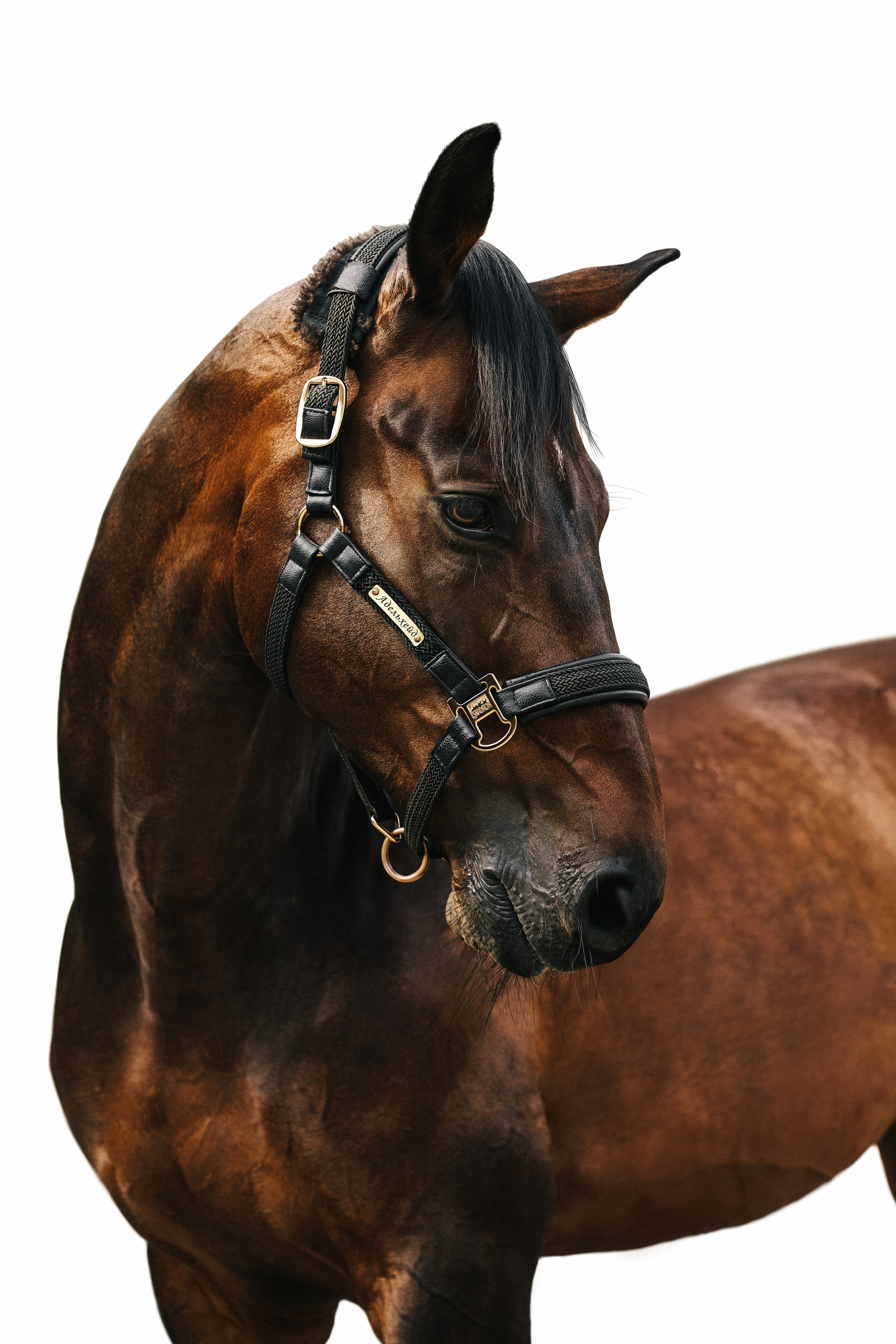 Конные съемки. Фотограф Москва Кристина Джоанна