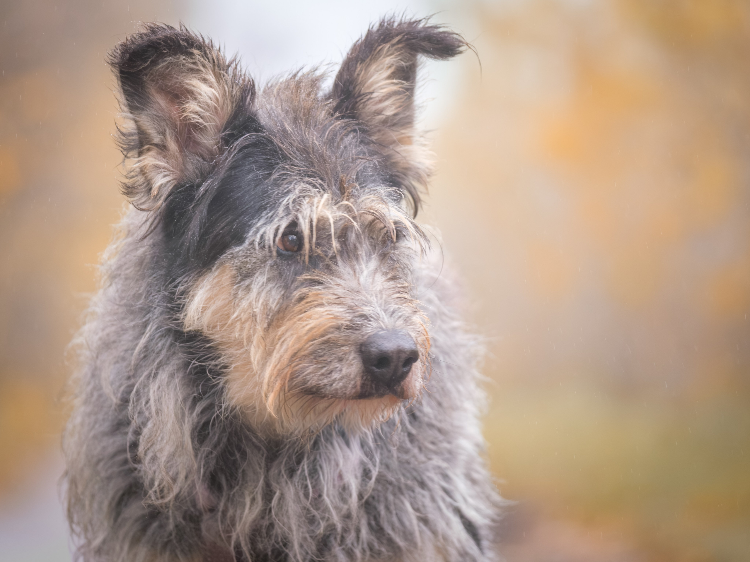 Съемки для пристройства!. Зоофотограф, фотограф животных в Москве и области Дина Дамоцева