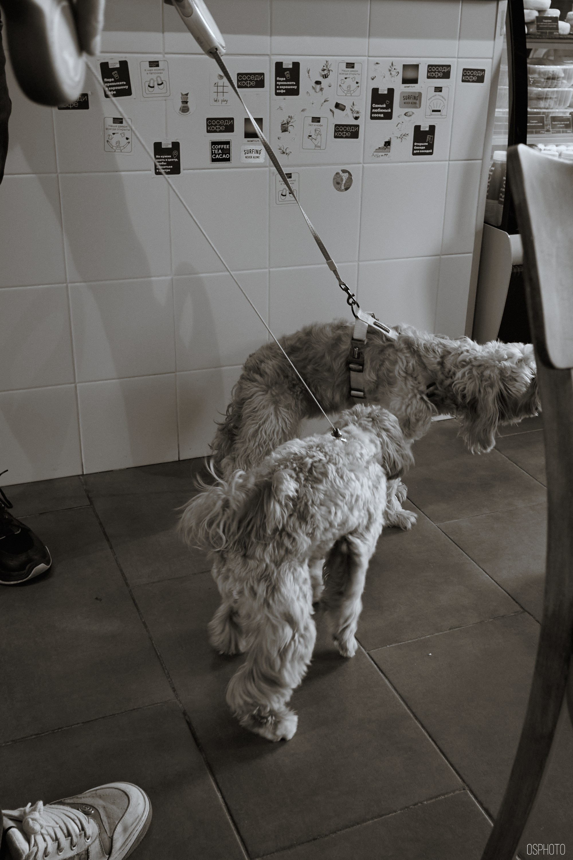 «Соседи Кофе». Микрогород в Лесу. Фотографъ Сергѣевъ. Поймать мгновеніе