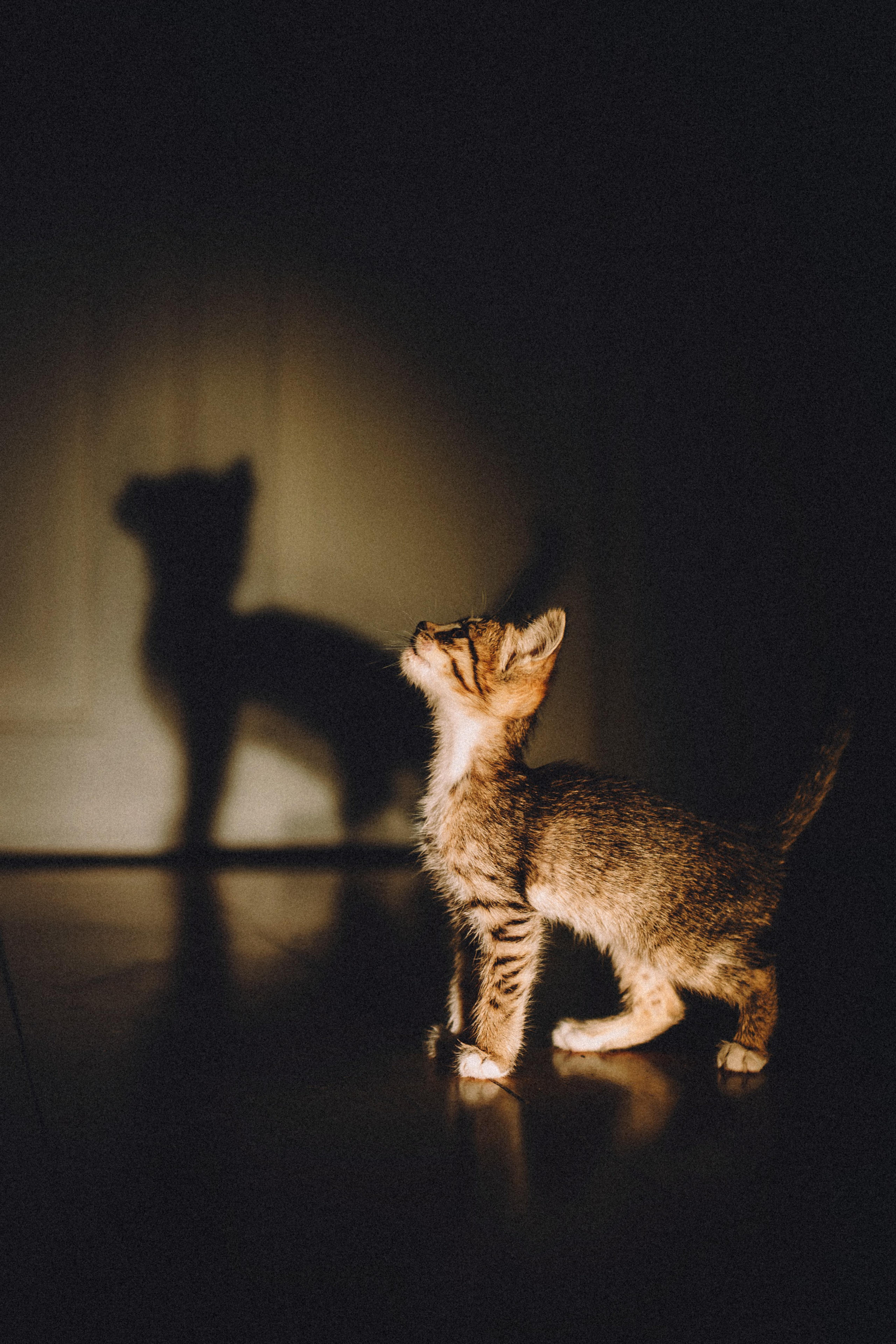 Более 30 идей для фотосессии с котенком