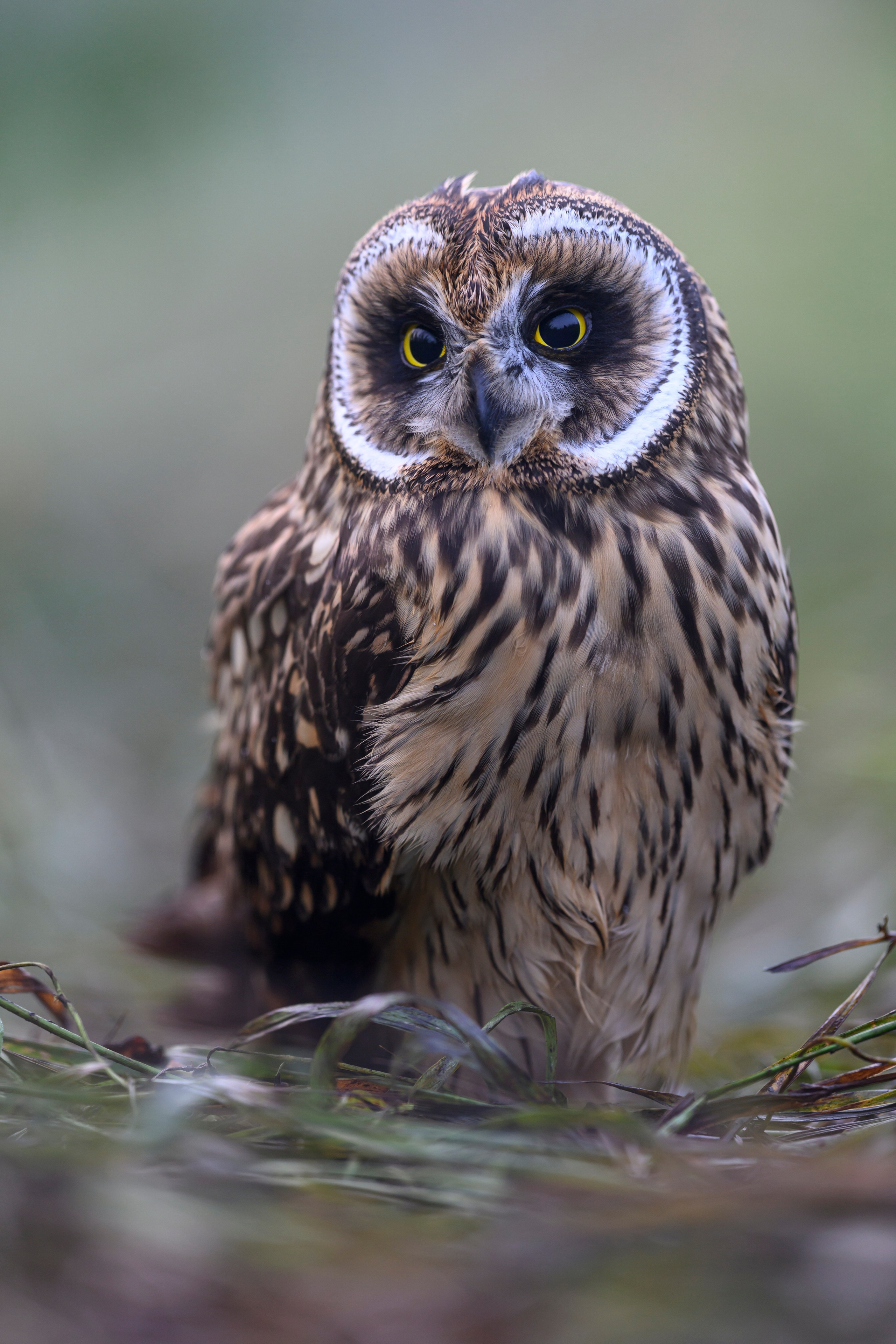Храбрый совенок | Brave owlet. Фотограф Сергей Пупонин