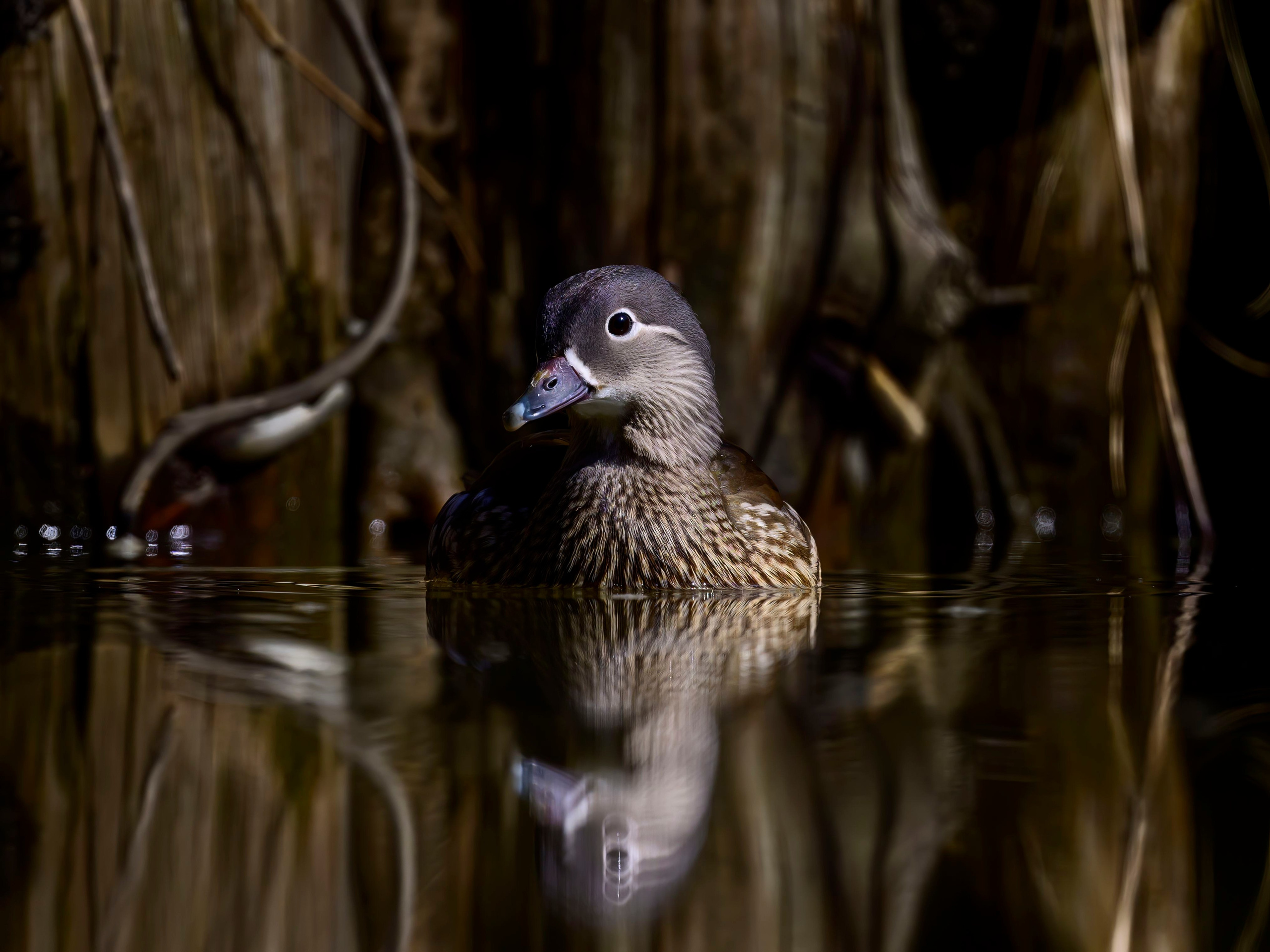 Мандаринки. Wildlife photography by Sergey Puponin
