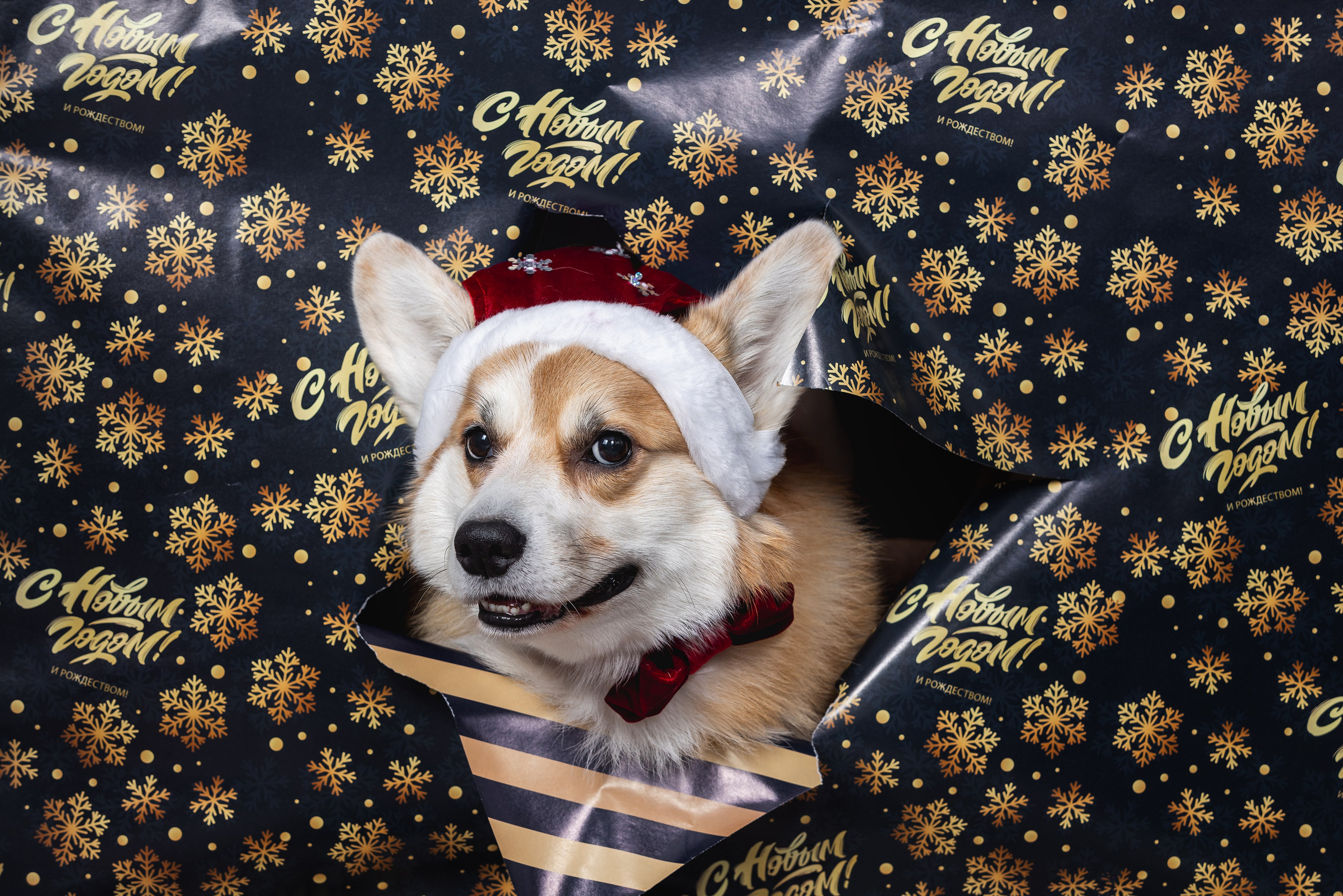 Фотограф Алена Звездина