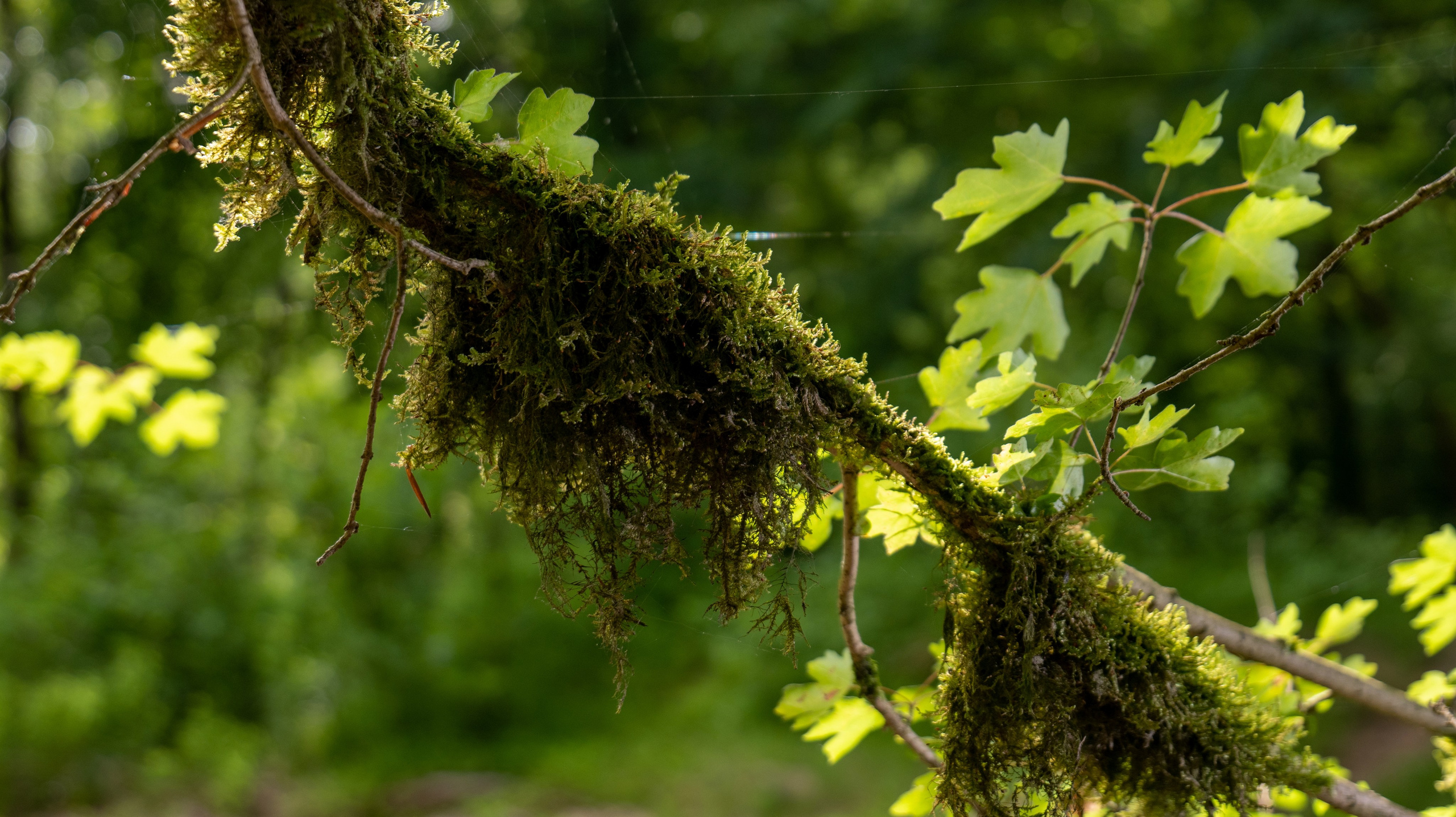 Фотограф и видеограф в Москве Александр Вандышев
