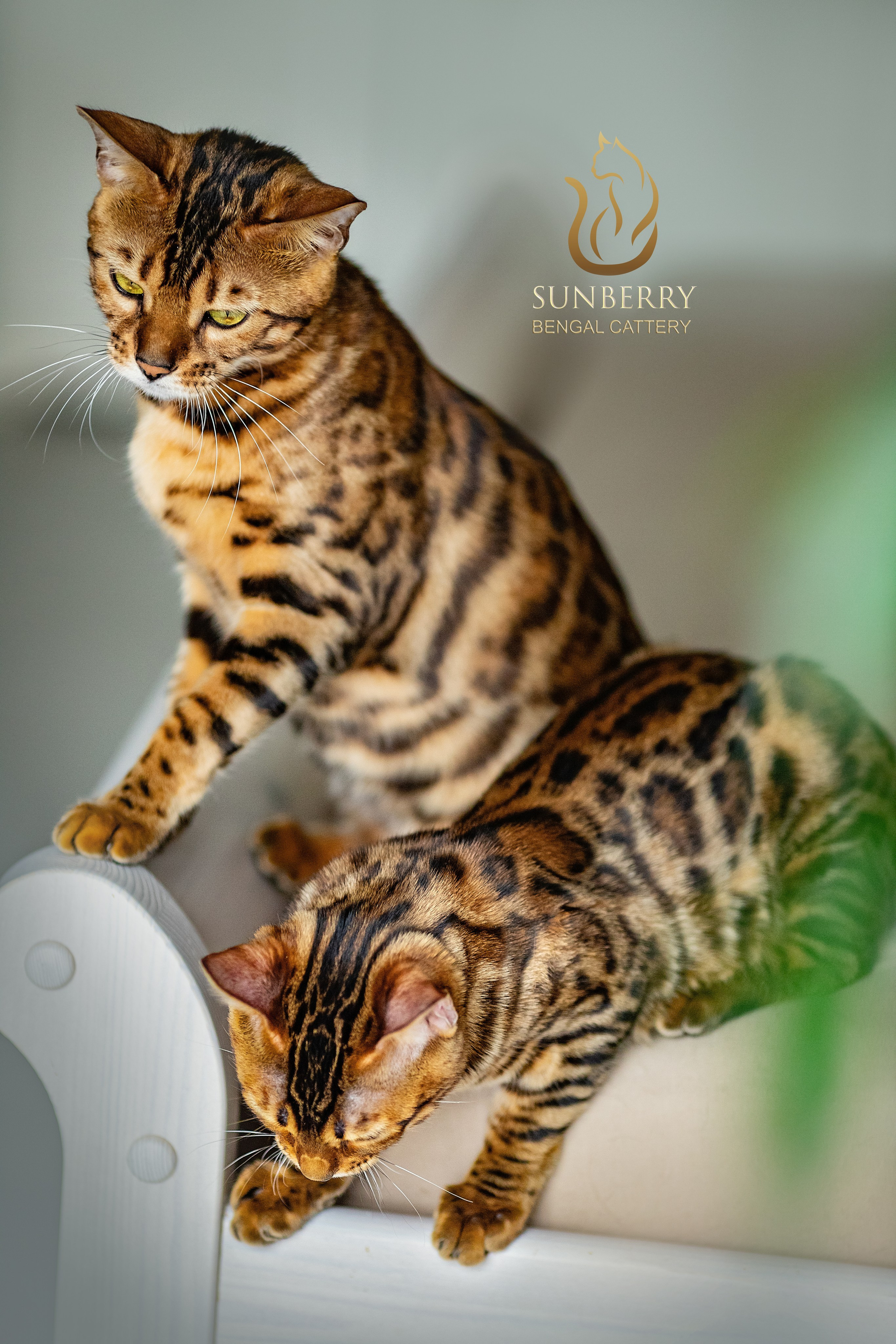 Питомник бенгальских кошек Минск | WCF Sunberry Bengal Cattery. Арт фотограф в Минске Анастасия Корбут